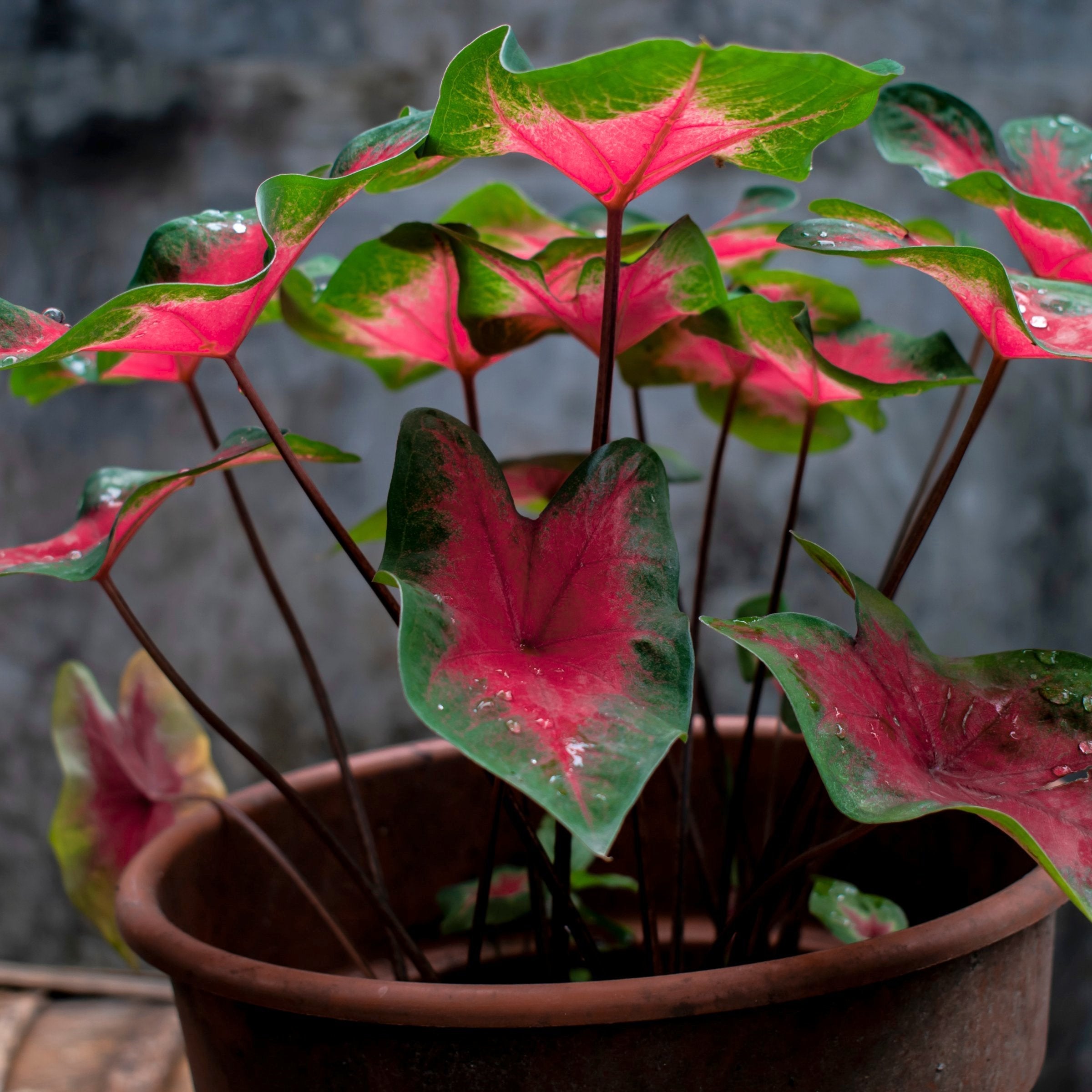 'Bombshell' Caladium - 4" Pot