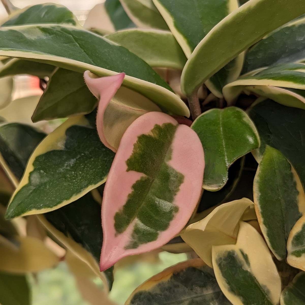 Hoya carnosa 'Tricolor' - 4" Pot