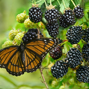 Rubus Freedom Thornless Blackberry  - 1 Gallon Pot