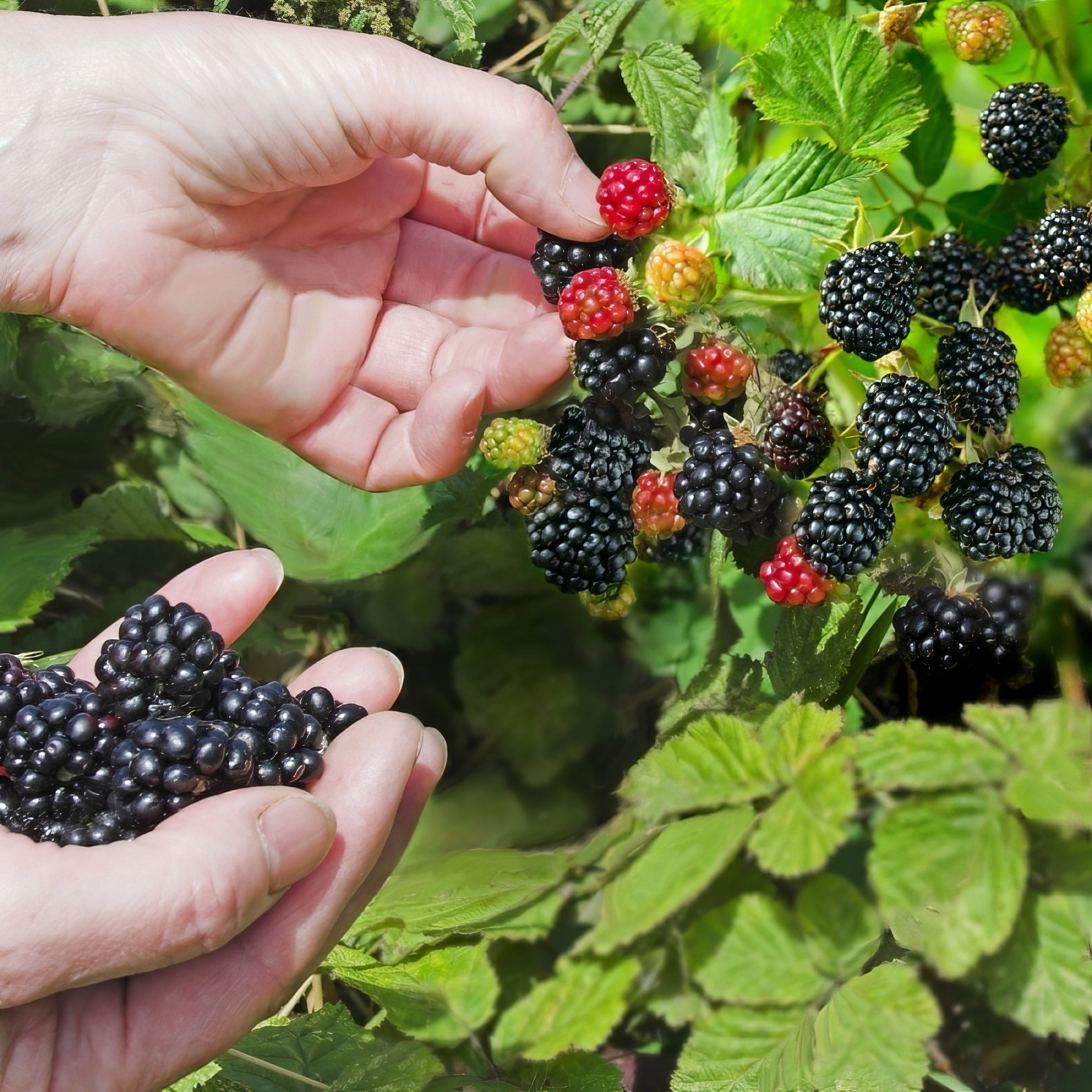 Rubus Freedom Thornless Blackberry  - 1 Gallon Pot