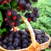 Rubus, Blackberry 'Prime Ark® Freedom' - 1G Pot