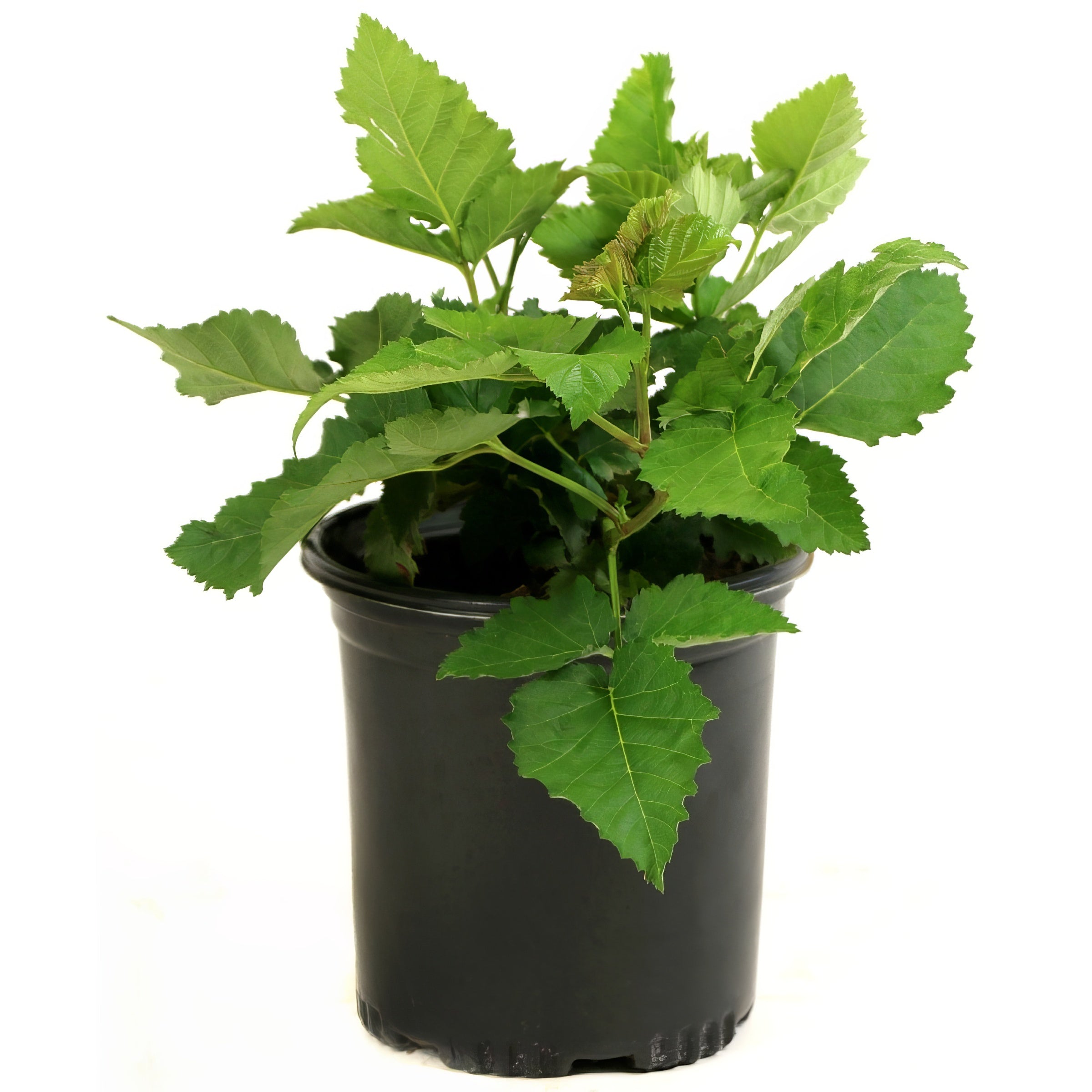 Rubus, Blackberry 'Prime Ark® Freedom' - 1G Pot