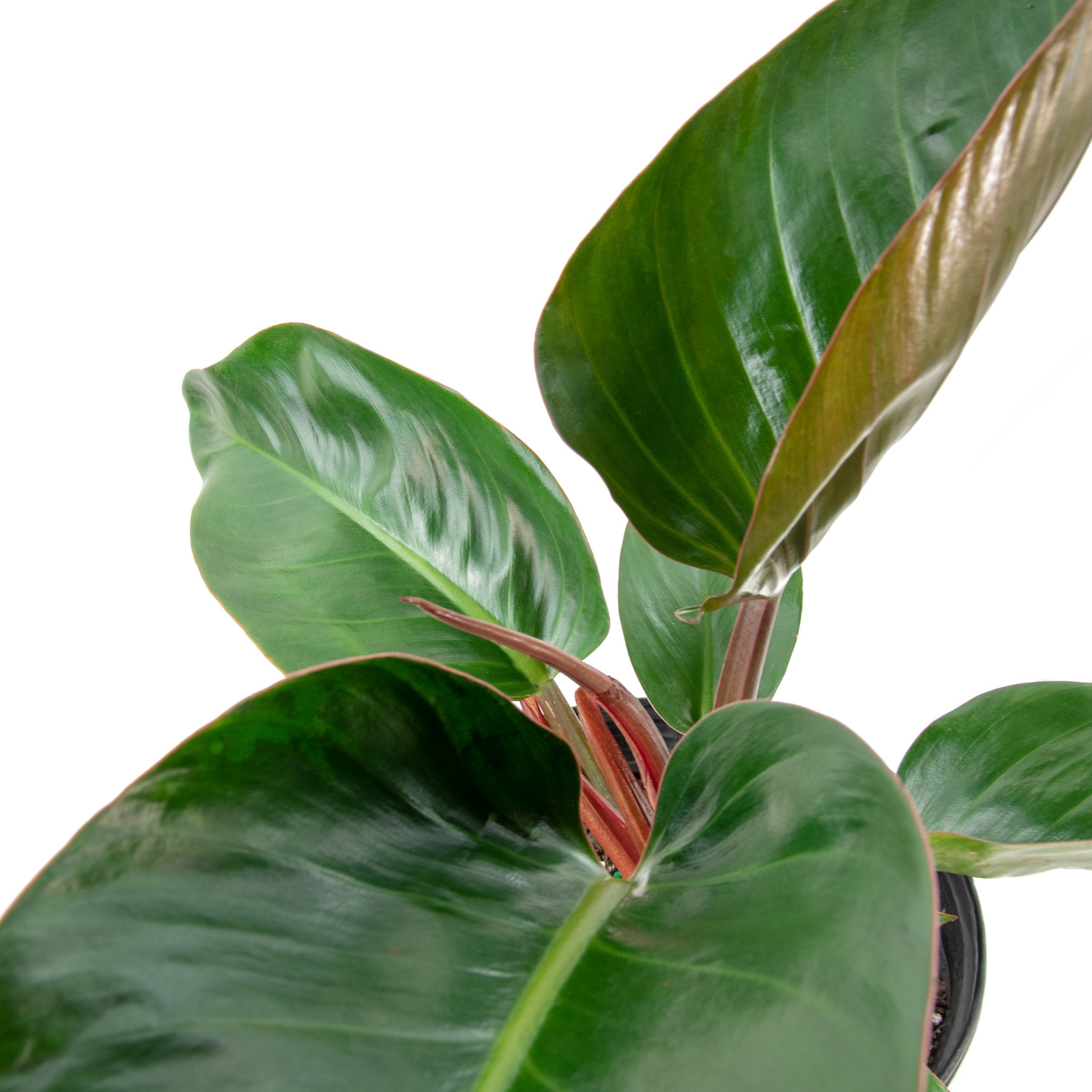 Philodendron 'Rojo Congo' - 5.5" Pot