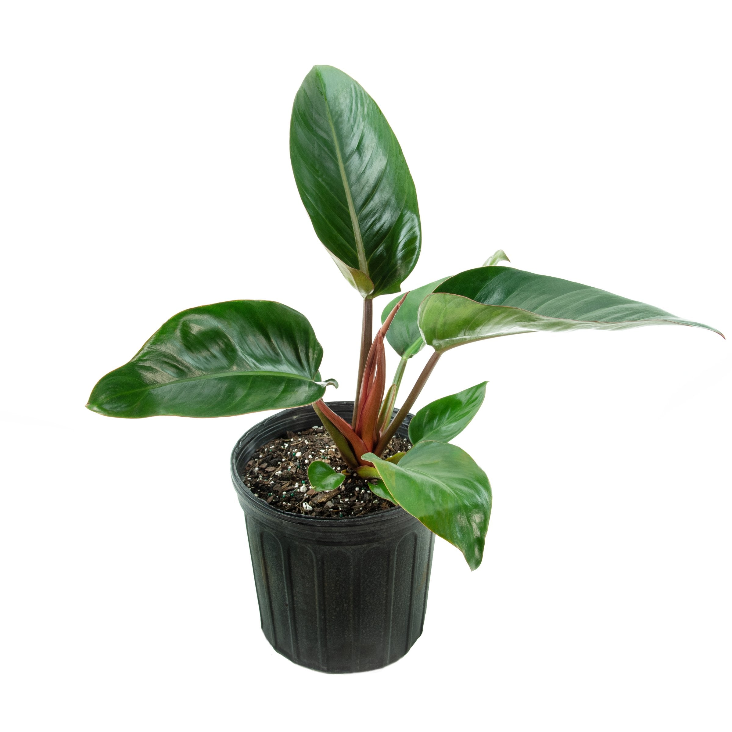 Philodendron 'Rojo Congo' - 5.5" Pot