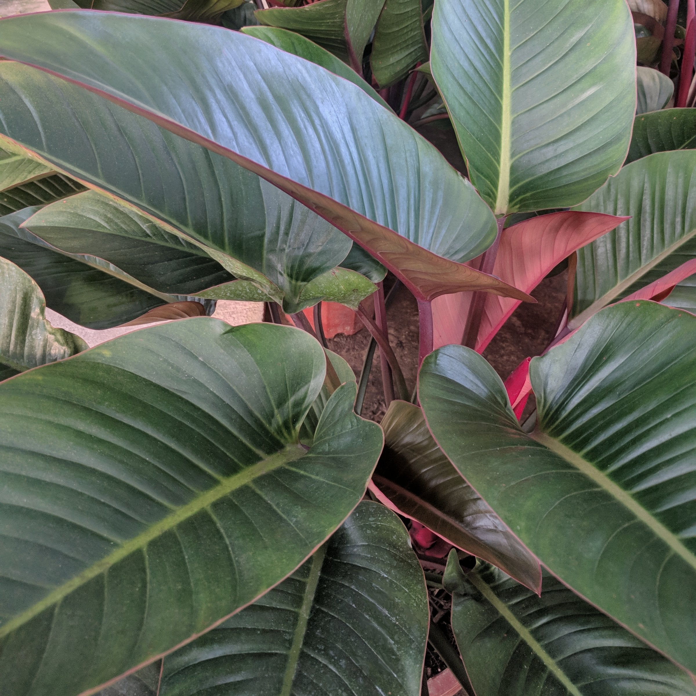 Philodendron 'Rojo Congo' - 5.5" Pot