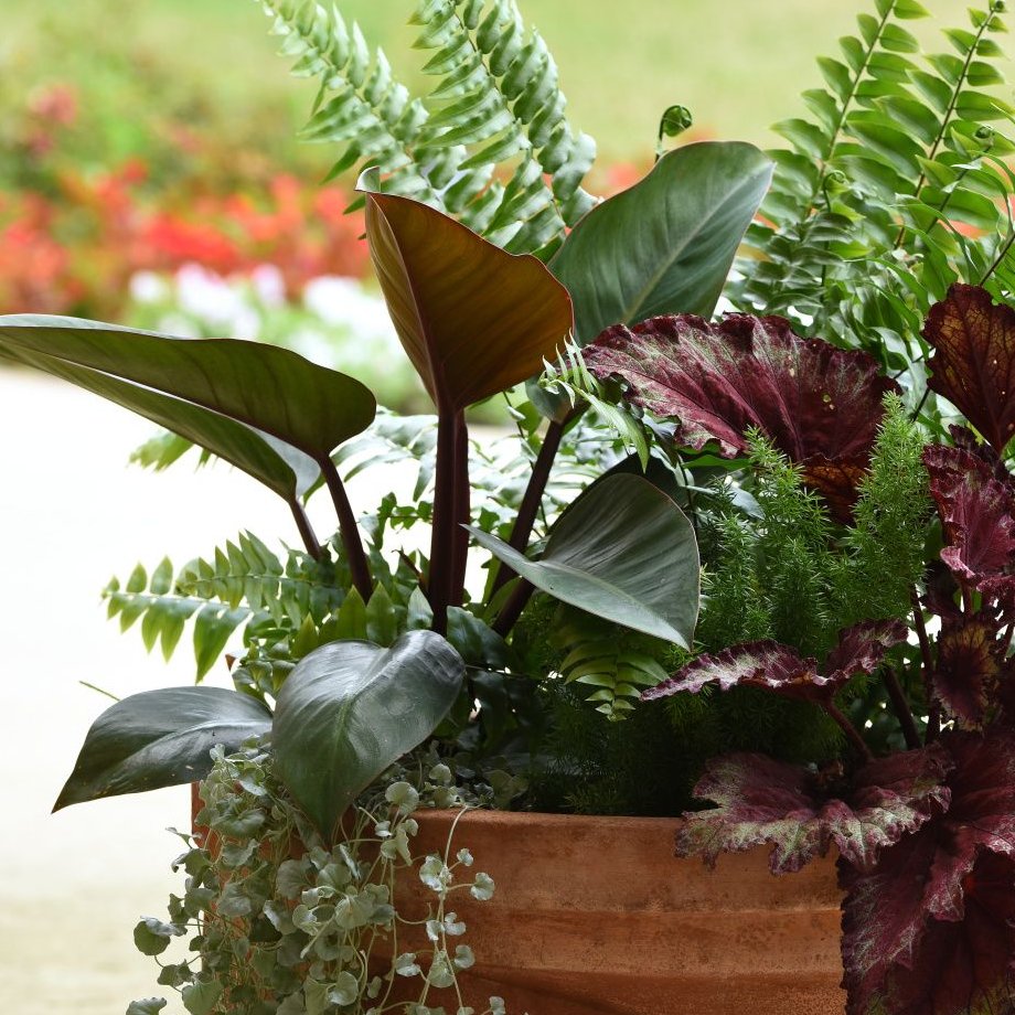 Philodendron 'Rojo Congo' - 5.5" Pot
