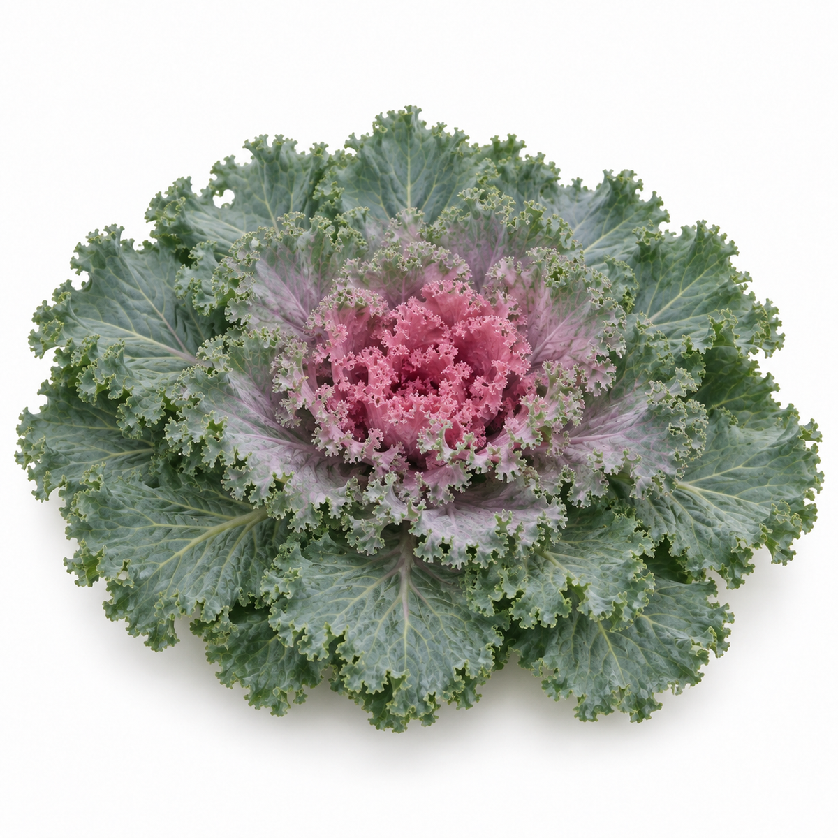Nagoya Rose Ornamental Kale – 4" Pot