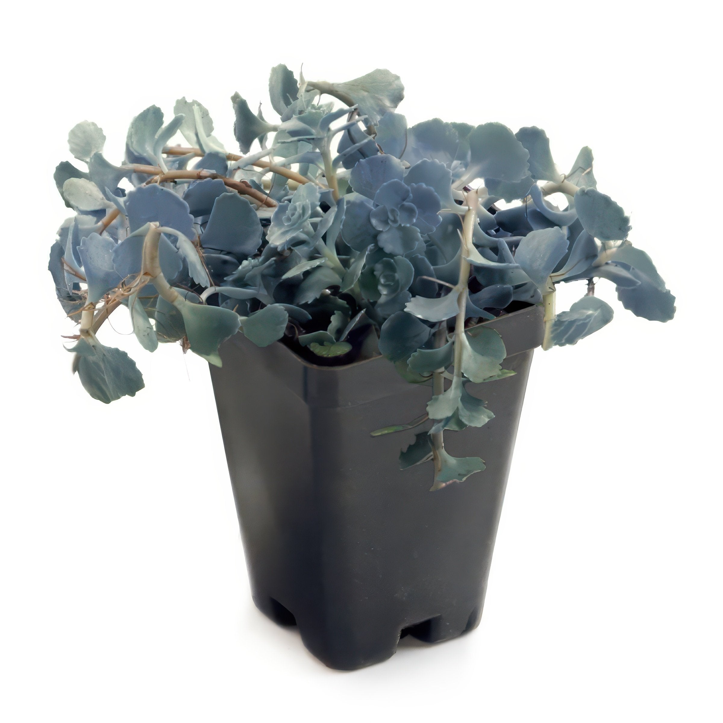 Sedum, Sunsparkler 'Blue Pearl'- 2.5" (PICK UP ONLY)