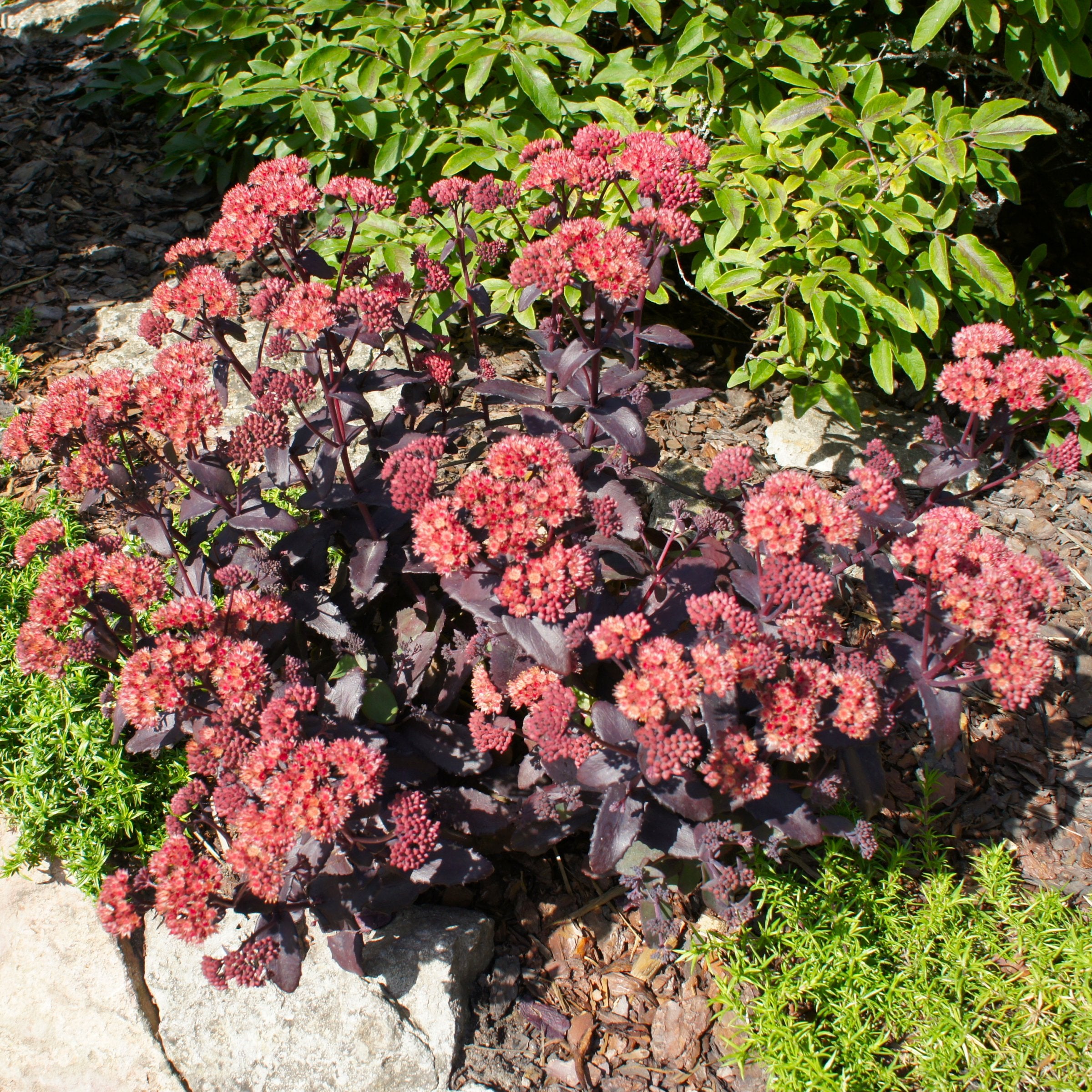 Sedum, Sunsparkler 'Blue Pearl'- 2.5" (PICK UP ONLY)