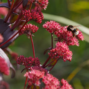 Sedum, Sunsparkler 'Blue Pearl'- 2.5" (PICK UP ONLY)