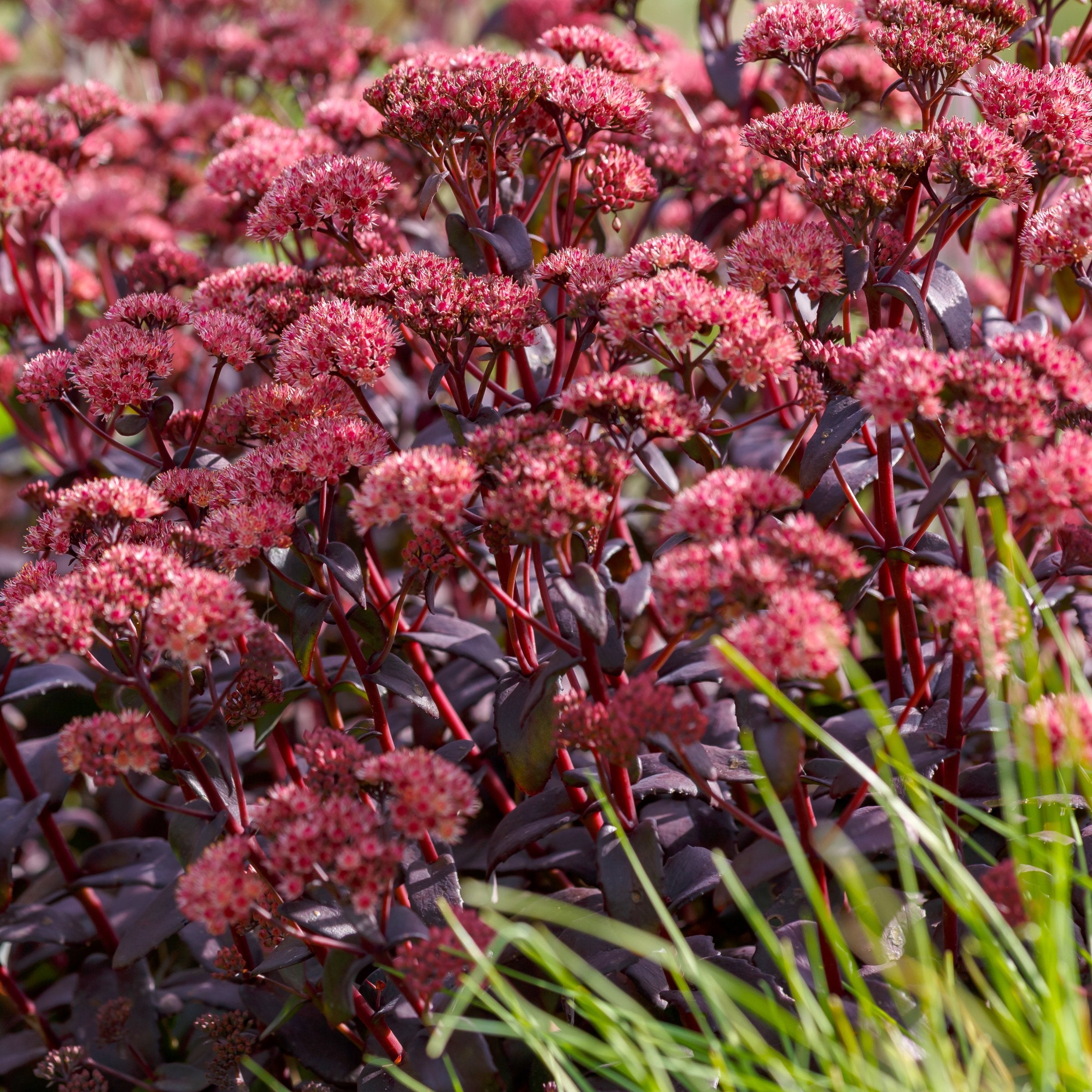 Sedum, Sunsparkler 'Blue Pearl'- 2.5" (PICK UP ONLY)