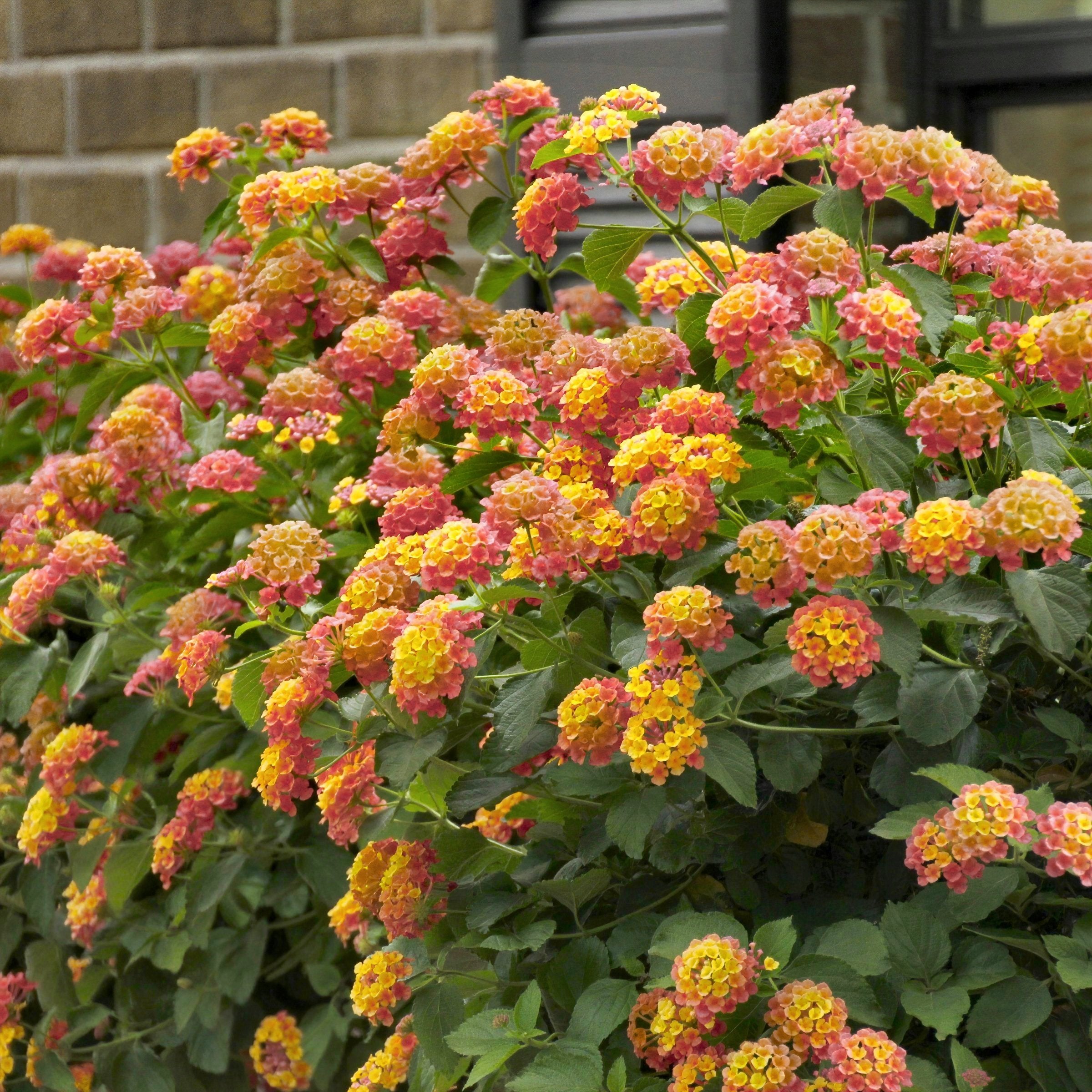 Shamrock™ Lantana Peach - 4" Pot