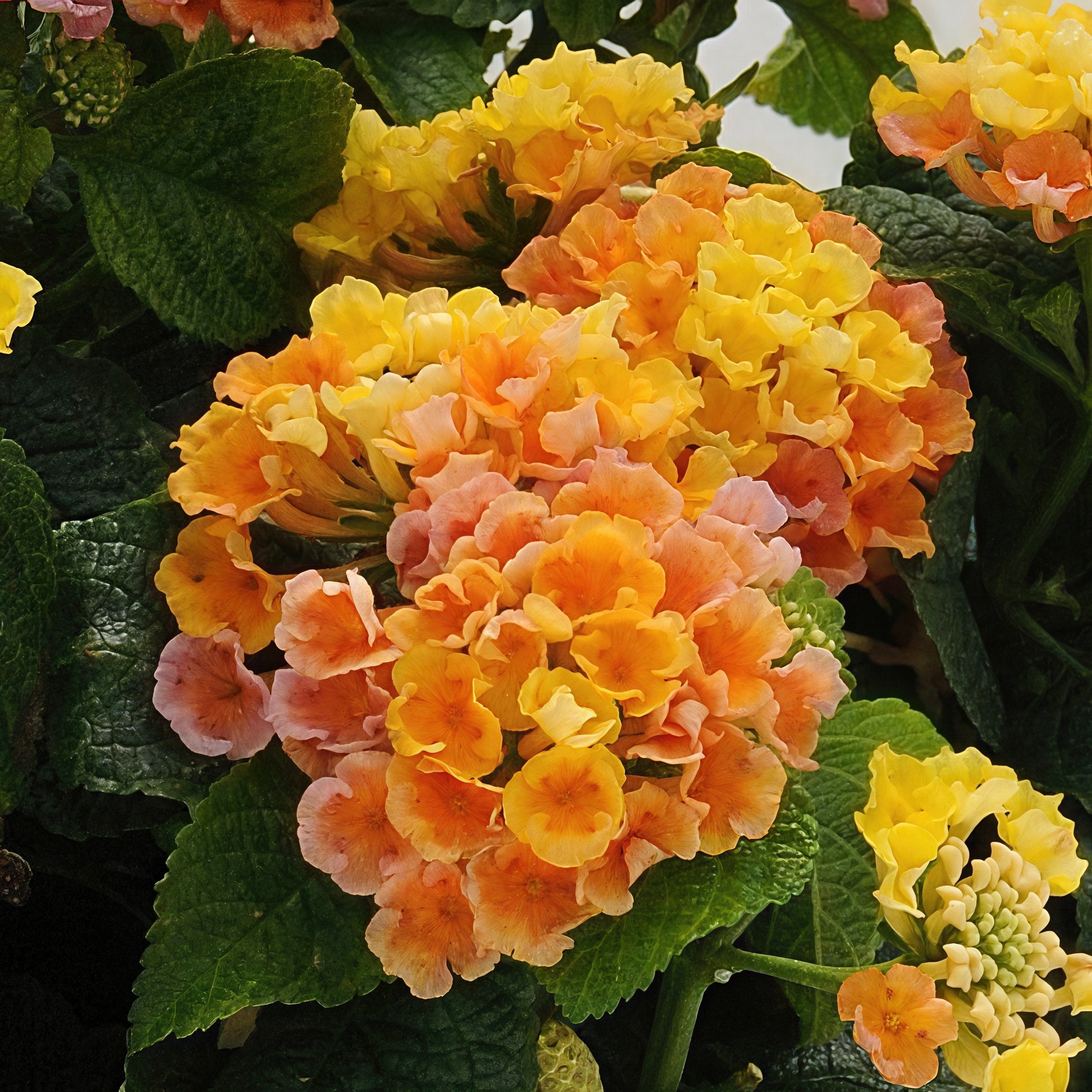 Shamrock™ Lantana Peach - 4" Pot