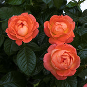 Orange Glow Knock Out® Rose - 2G Pot