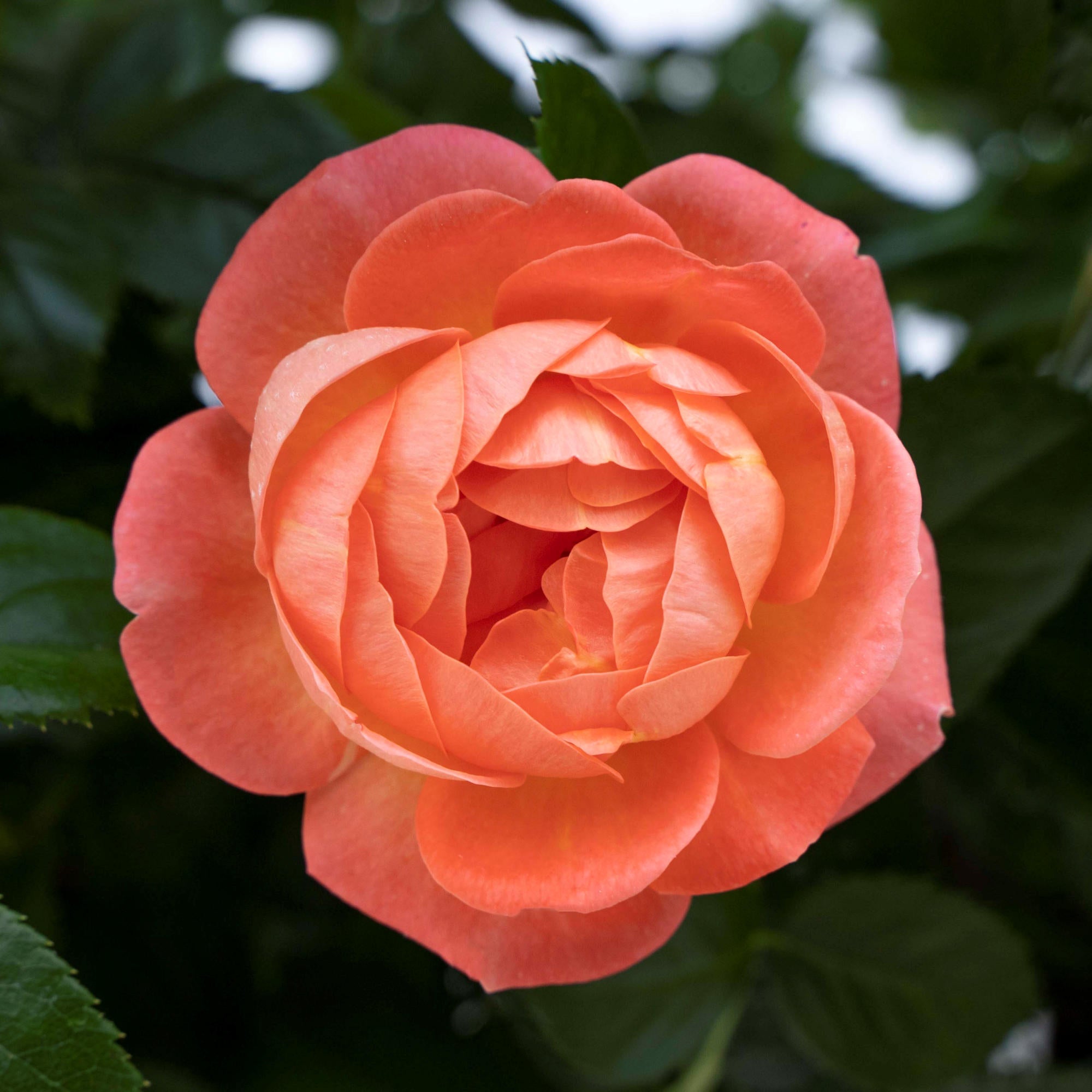 Orange Glow Knock Out® Rose - 2G Pot