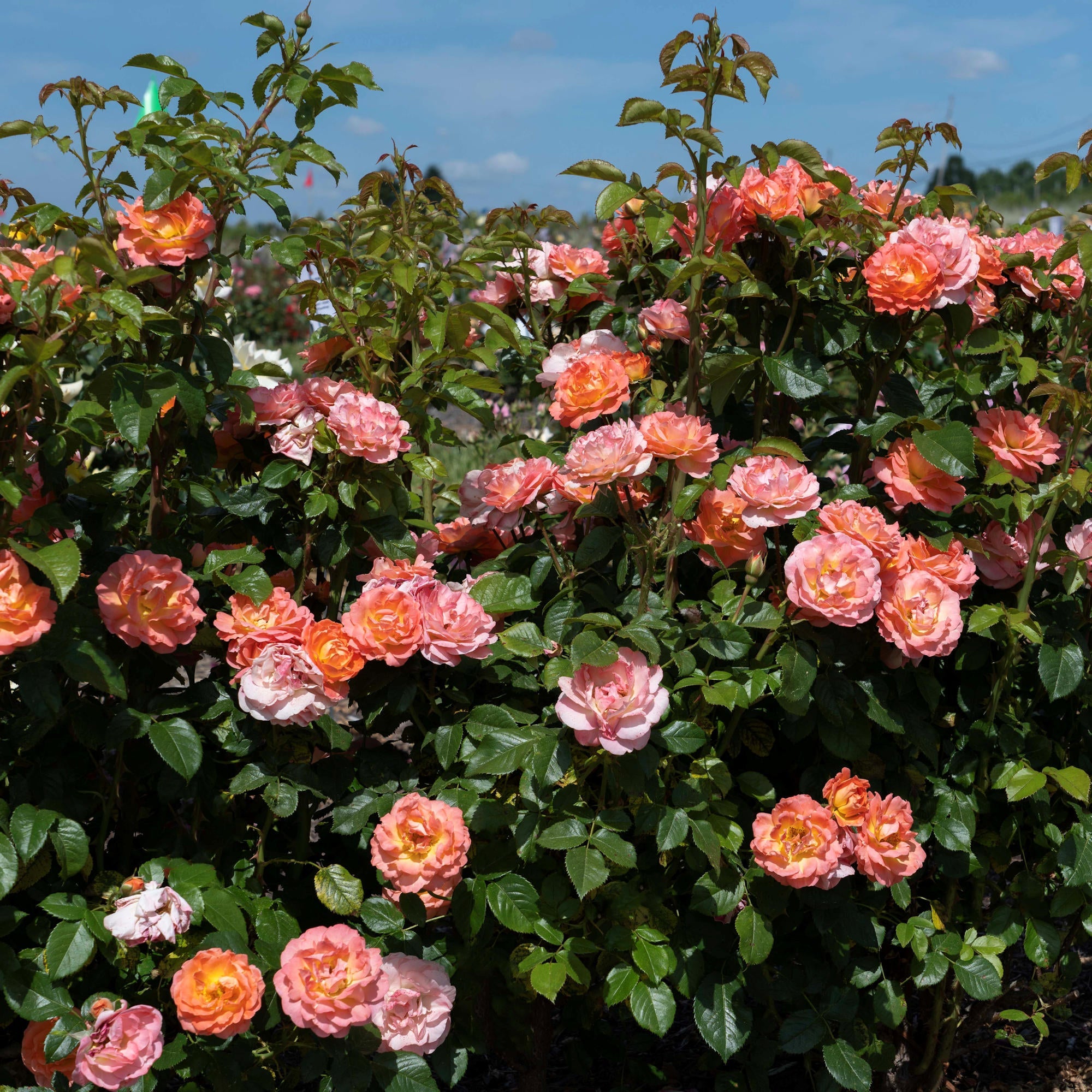 Orange Glow Knock Out® Rose - 2G Pot