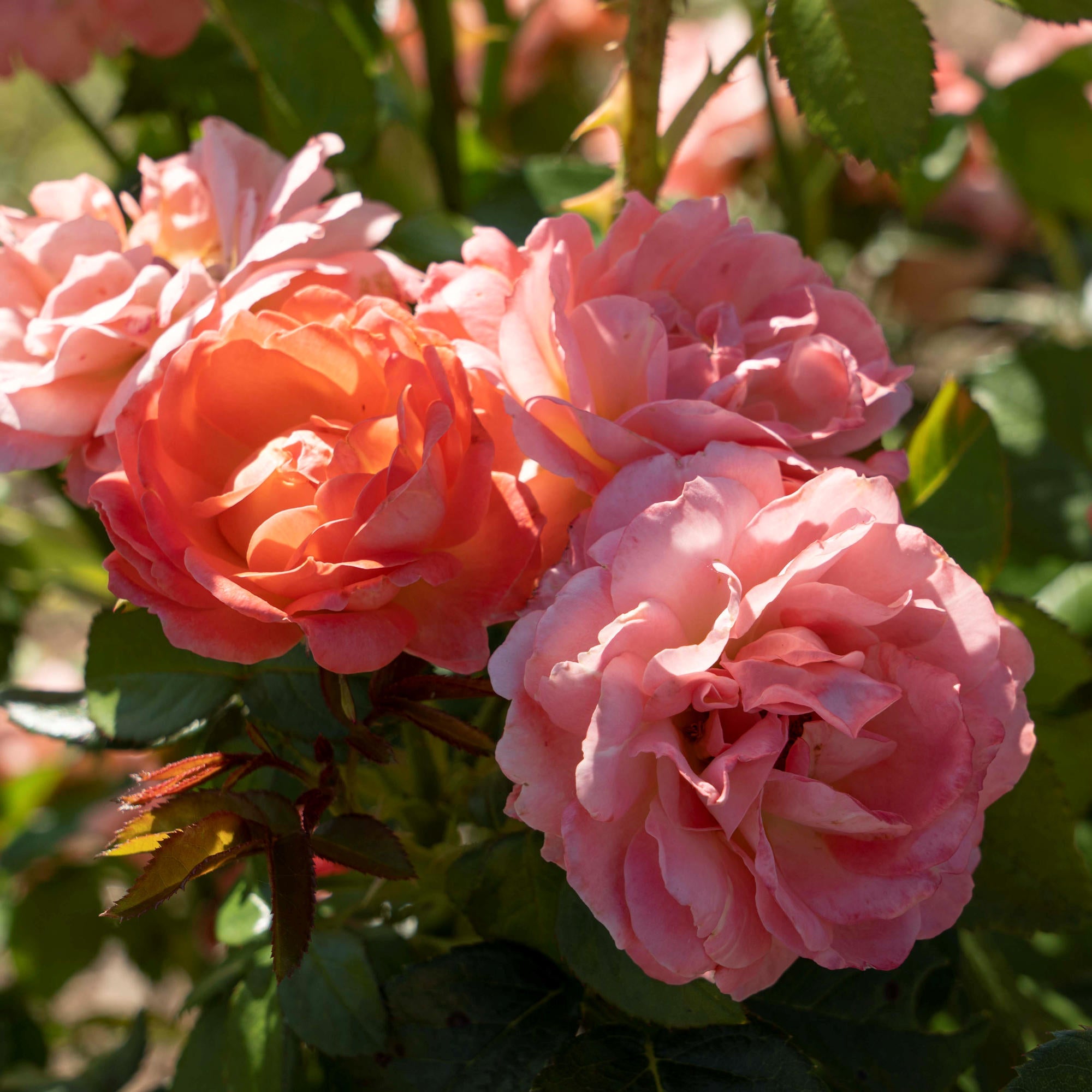 Orange Glow Knock Out® Rose - 2G Pot