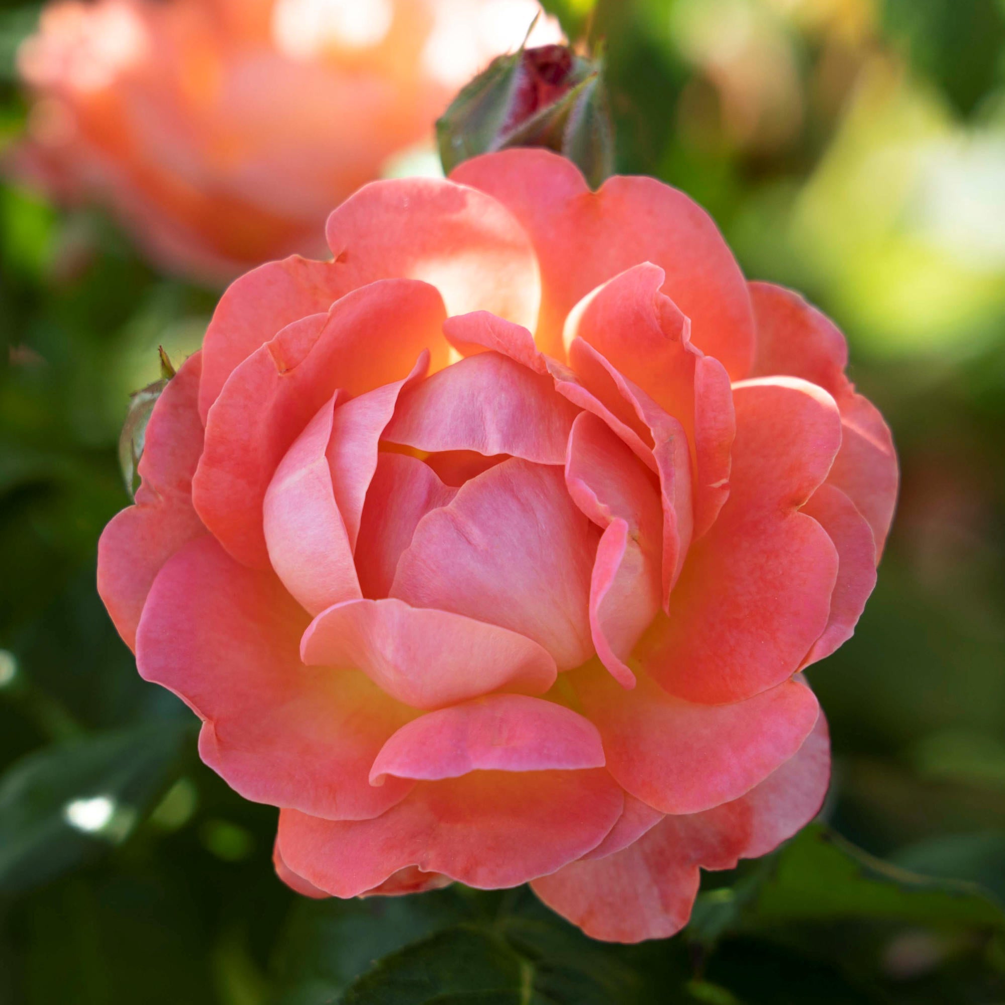 Orange Glow Knock Out® Rose - 2G Pot