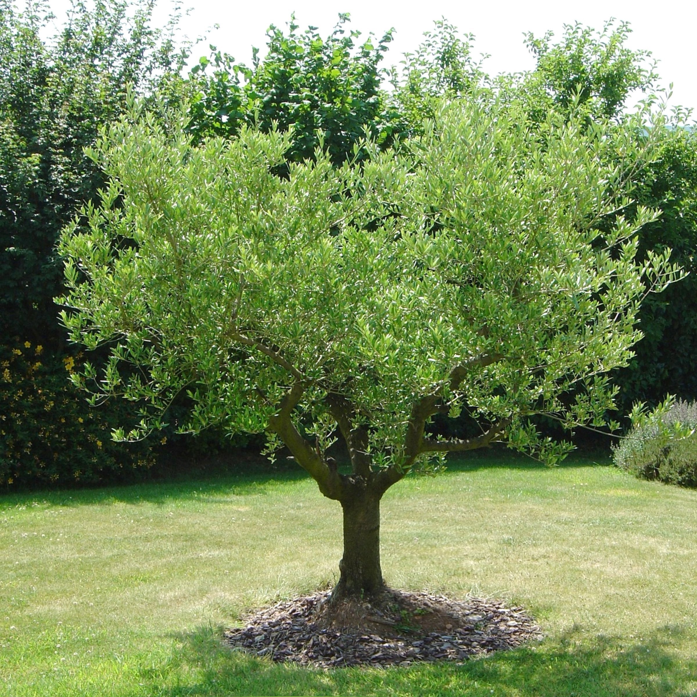 Olea 'Coratina' Olives - 2 Gallon (PICK UP ONLY)