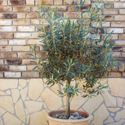 Olea 'Coratina' Olives - 2 Gallon (PICK UP ONLY)