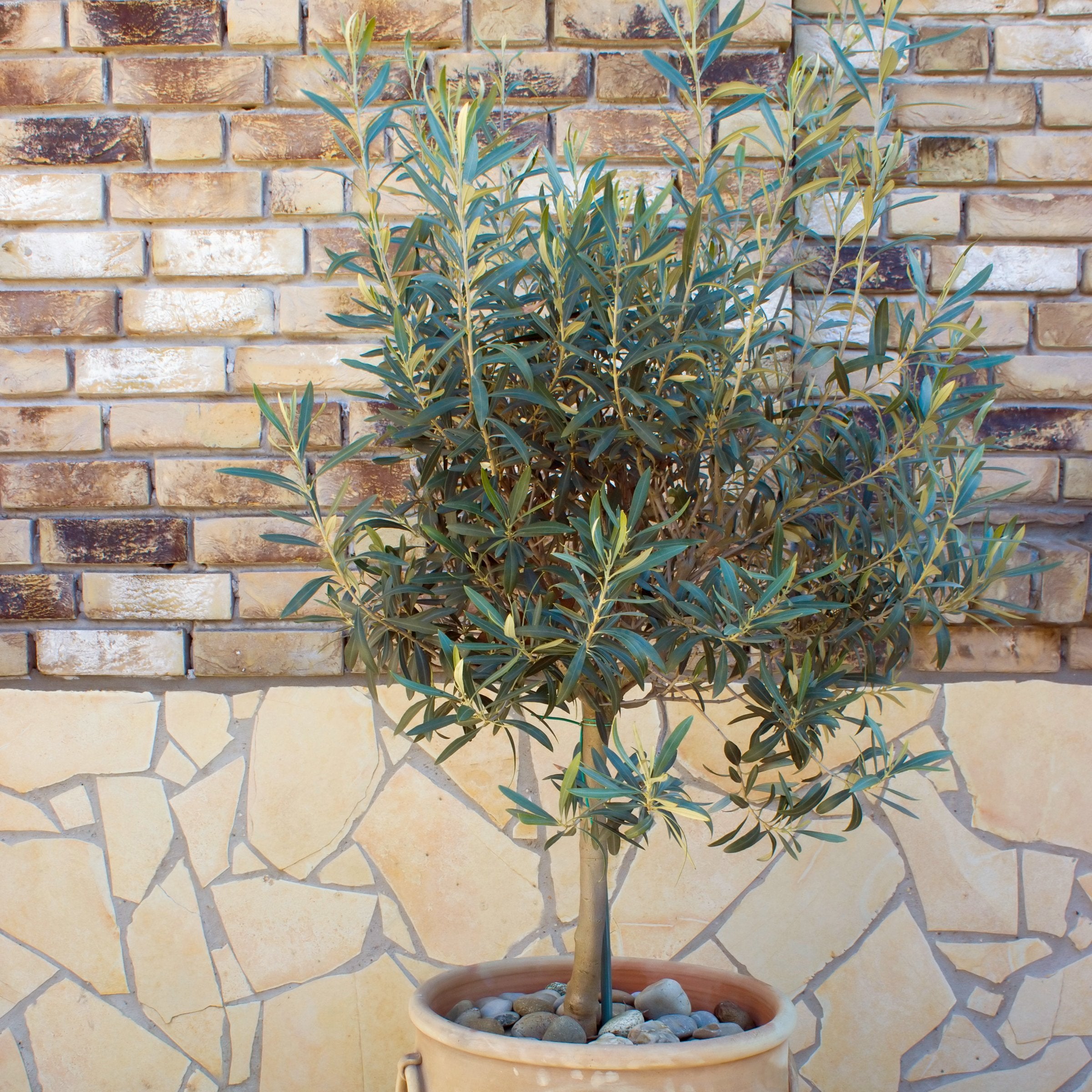 Olea 'Coratina' Olives - 2 Gallon (PICK UP ONLY)