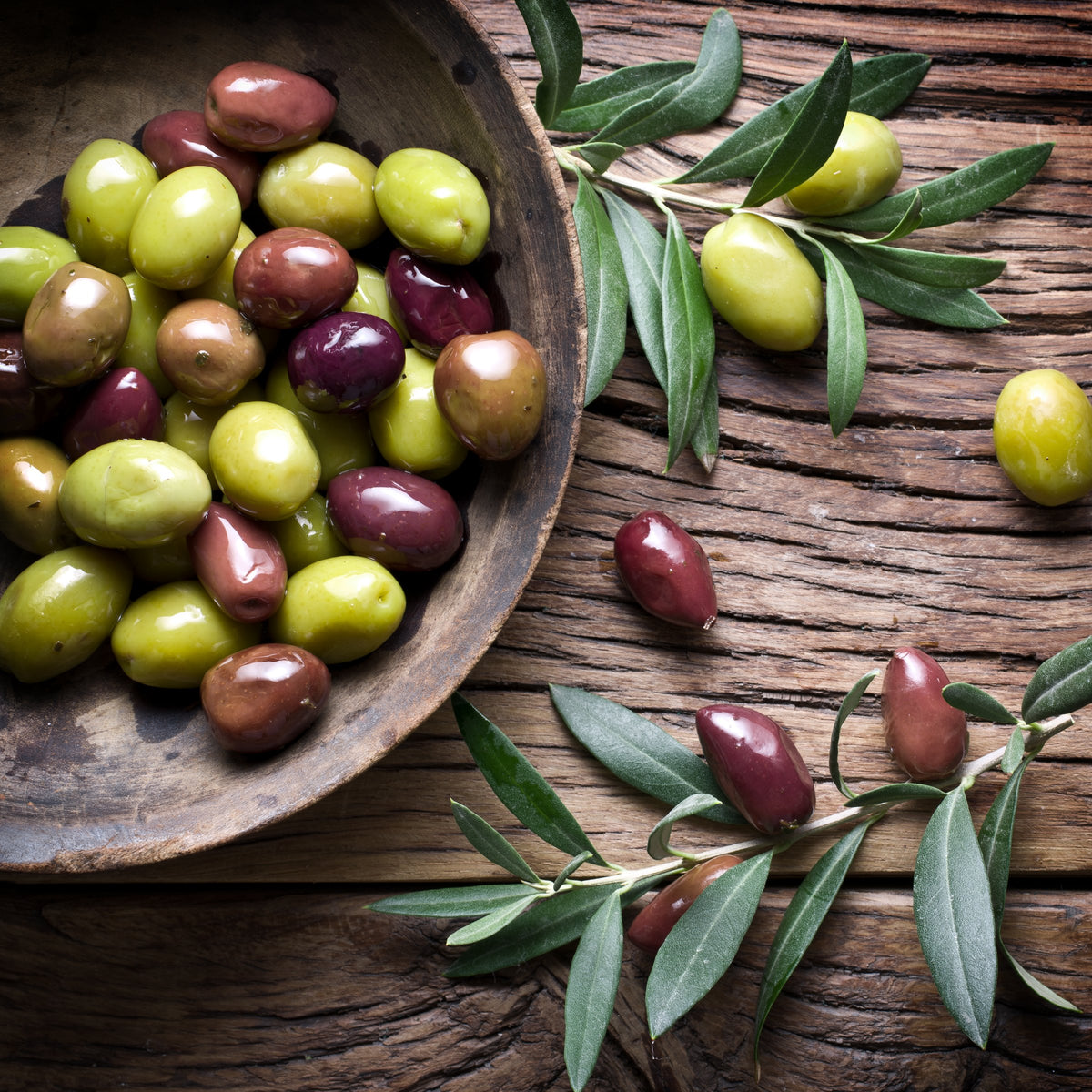 Olea 'Coratina' Olive -  2 Gallon Pot (NOVEMBER PICK UP SALE)