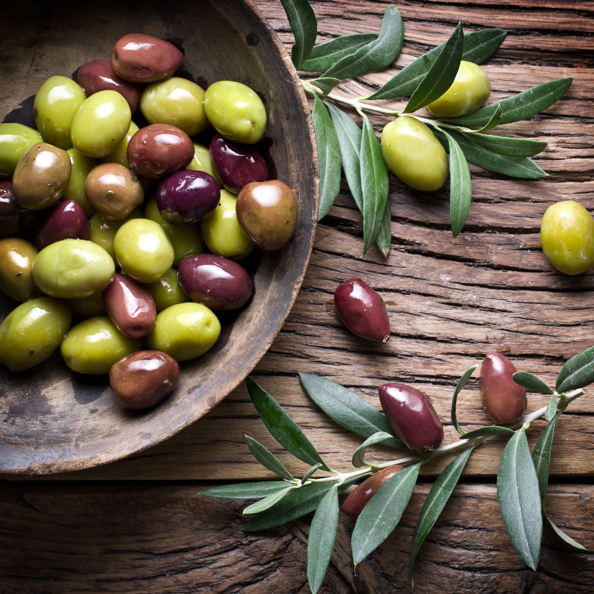 Olea 'Coratina' Olives - 2 Gallon (PICK UP ONLY)