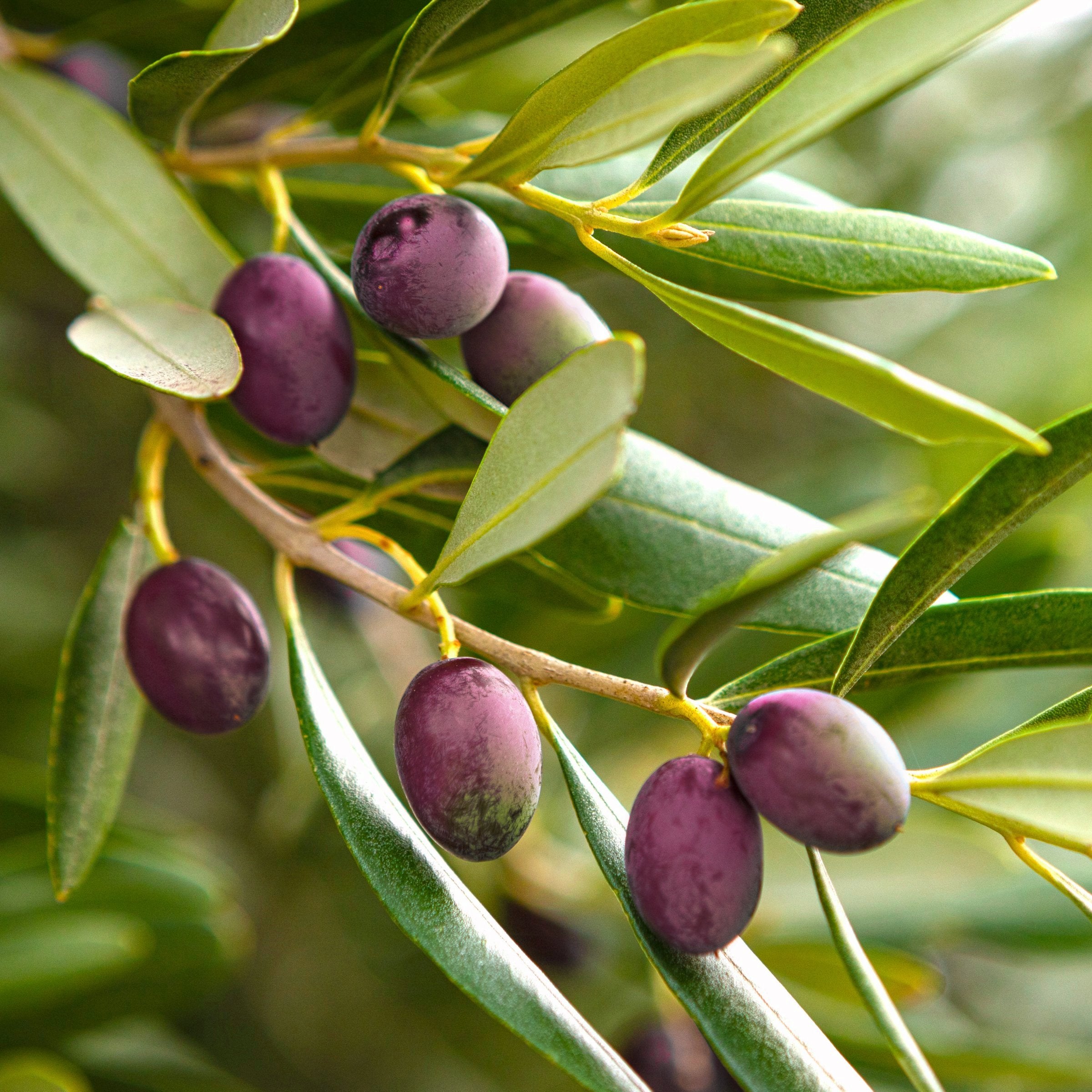 Olea 'Coratina' Olives - 2 Gallon (PICK UP ONLY)