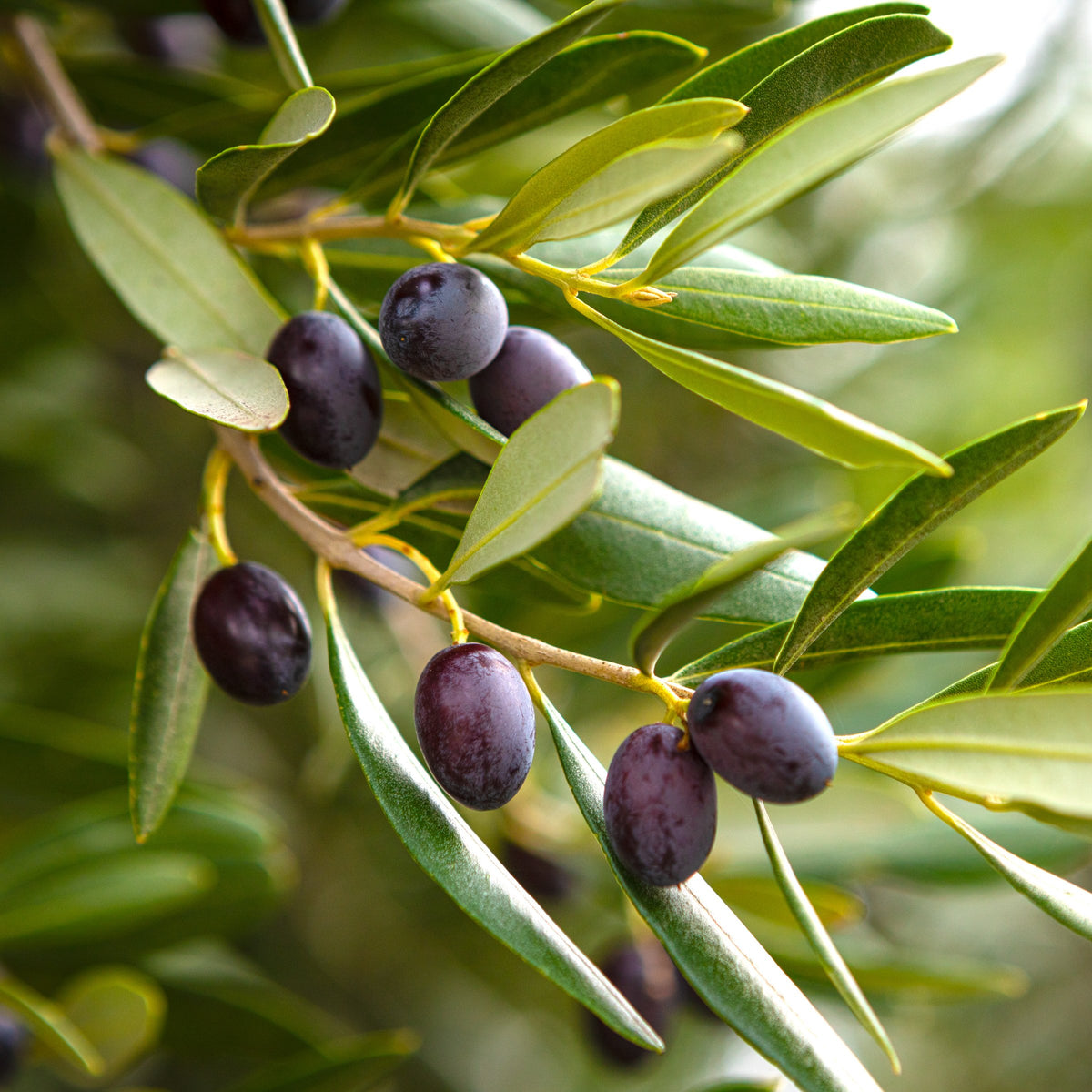 Olea 'Leccino' Olive - 1 Gallon Pot (NOVEMBER PICK UP SALE)