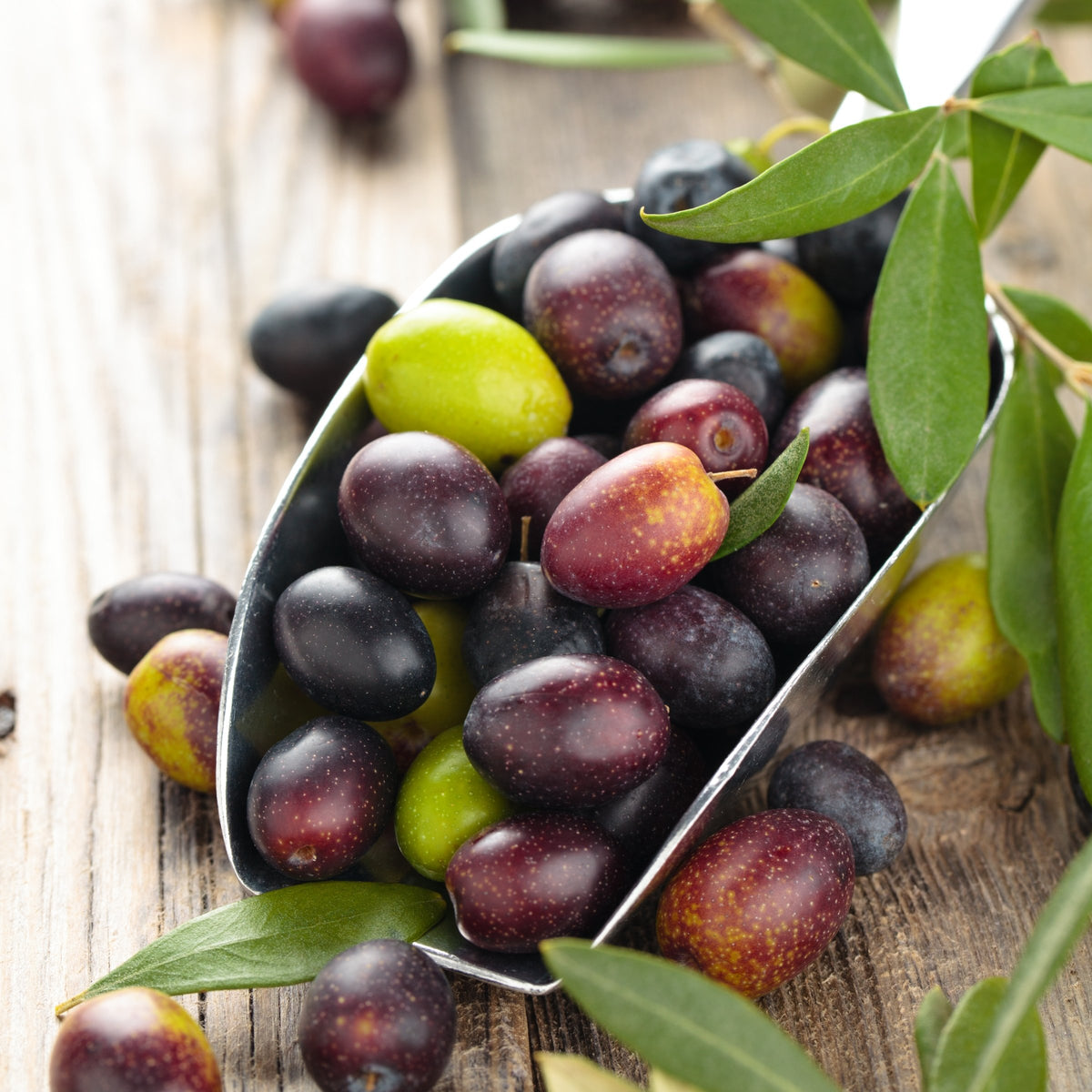 Olea 'Leccino' Olive - 1 Gallon Pot (NOVEMBER PICK UP SALE)