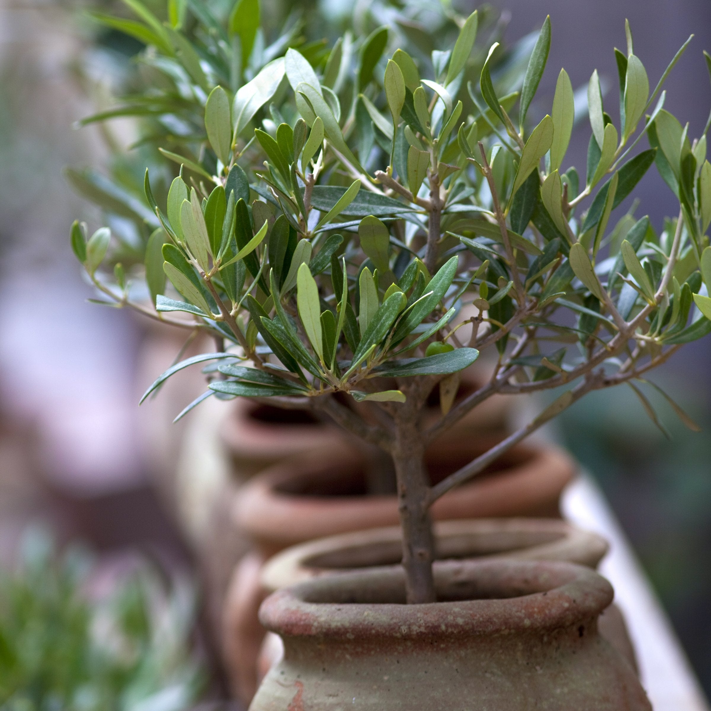 Pet Friendly Plant Club - Delivered Monthly, FREE SHIPPING!