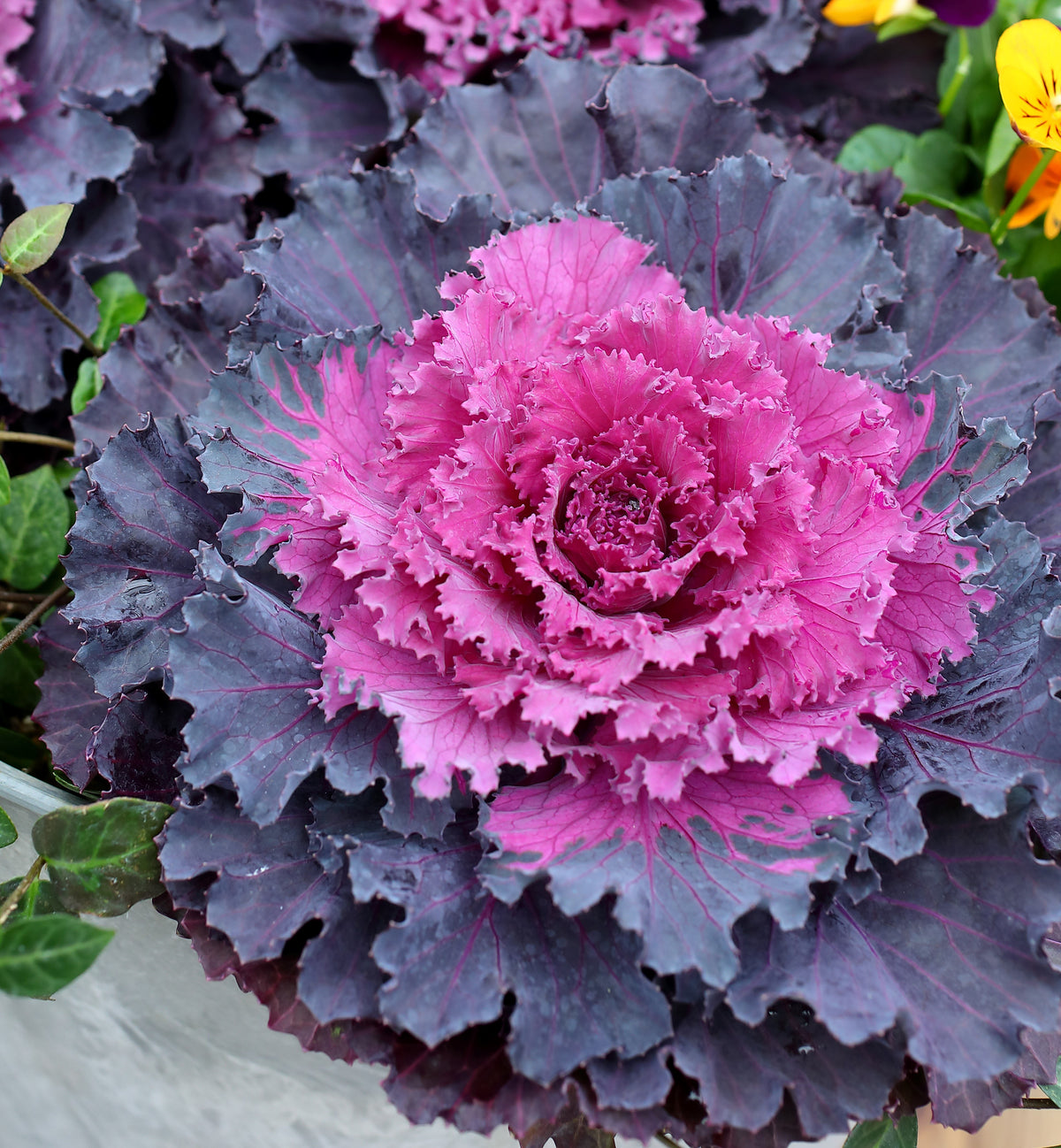Ornamental Kale 'Flower Kale Osaka IQ Red' – 4" Pot