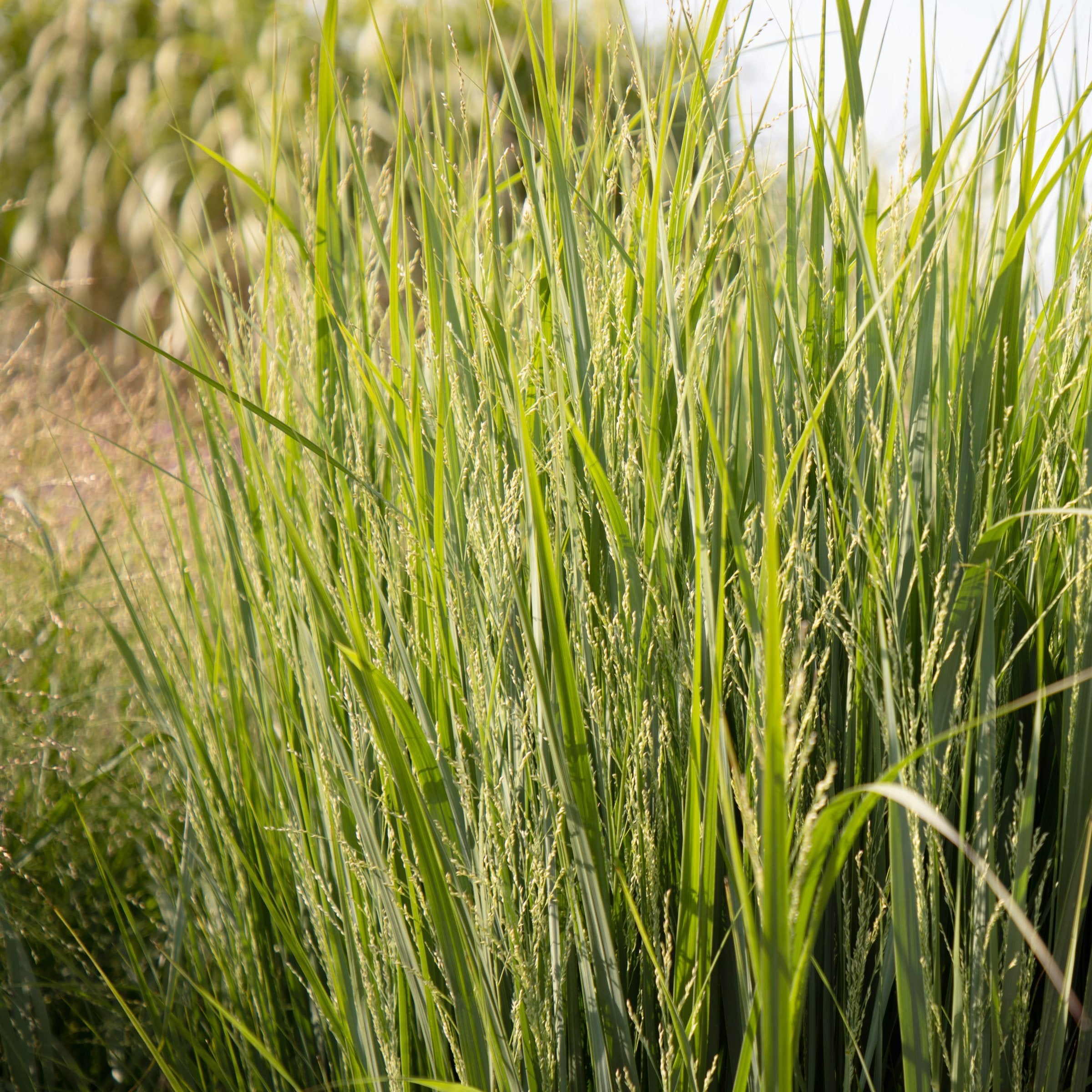 Panicum Heavy Metal - 4" Pot- Plant with Purpose® Collection