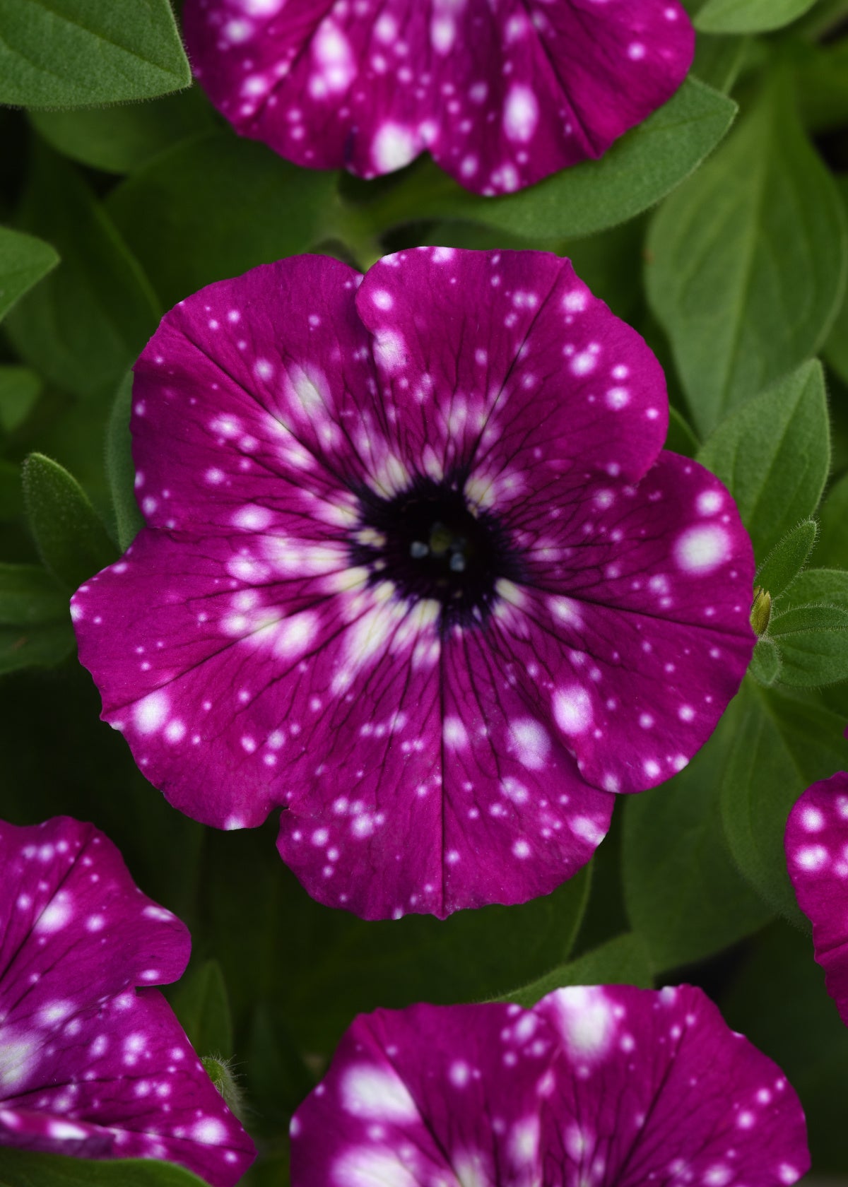 Petunia 'Starry Skies' Electric Purple Sky - 4" Pot, SPRING PREORDER