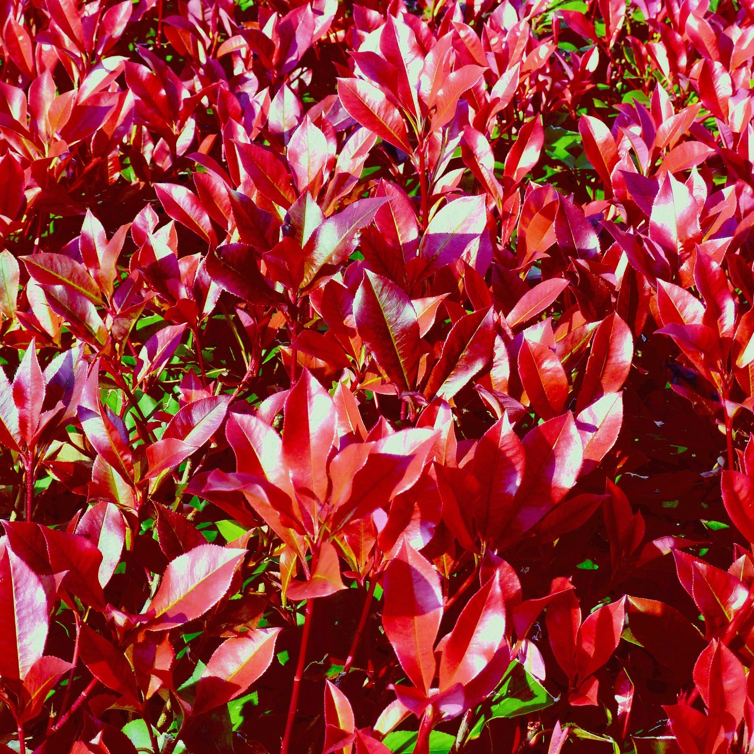 Photinia Dynamo Red - 3 Gallon