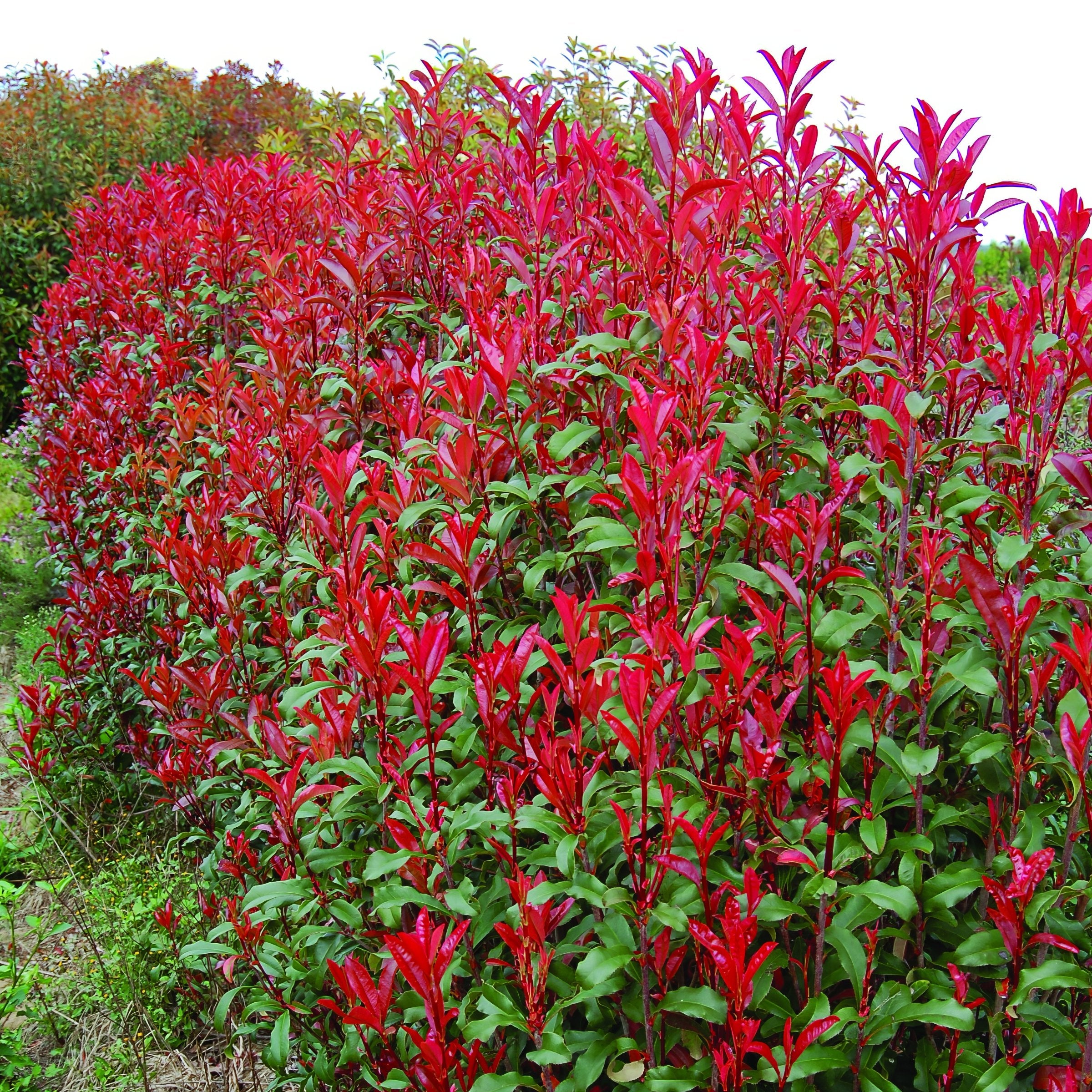 Photinia Dynamo Red - 3 Gallon