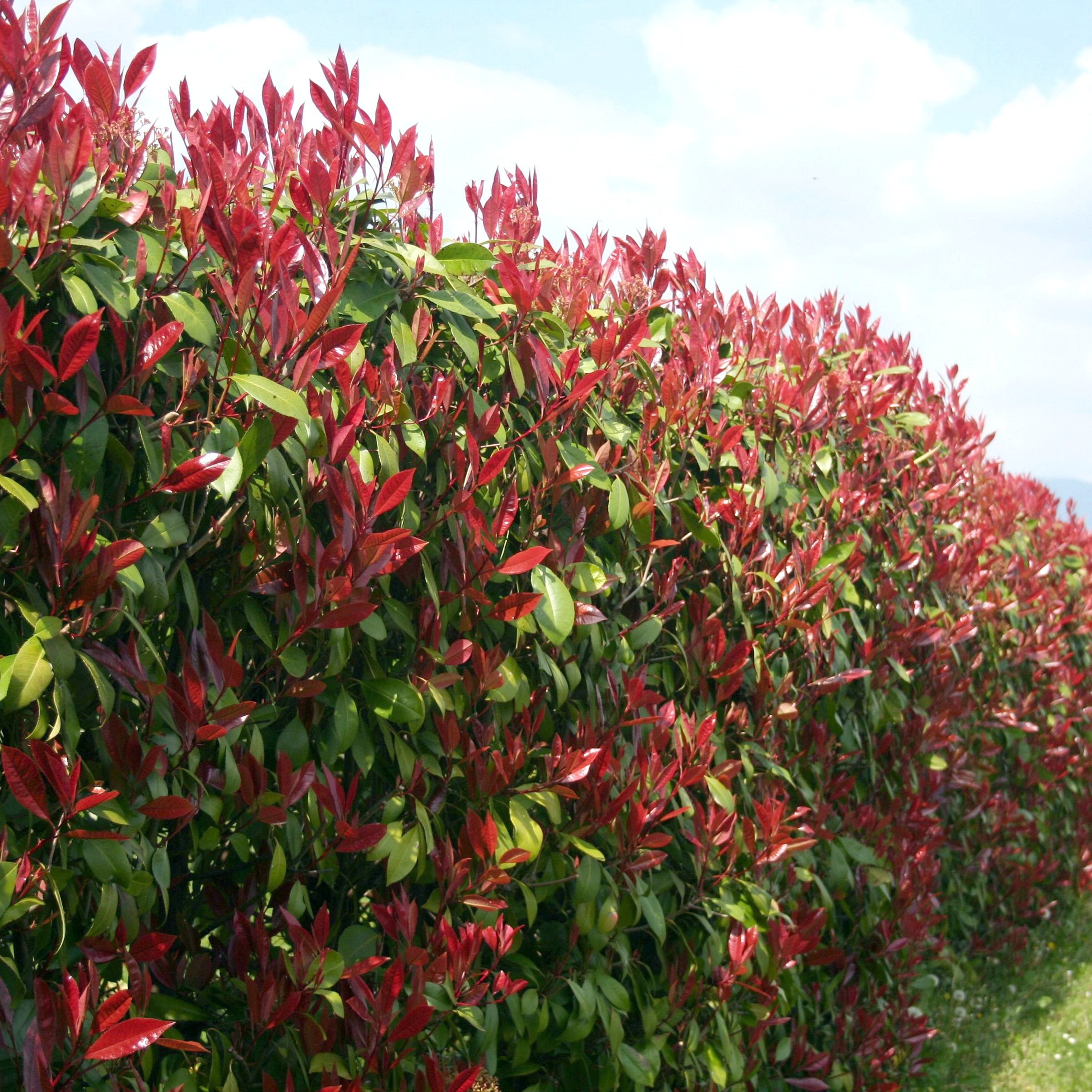 Photinia Dynamo Red - 3 Gallon