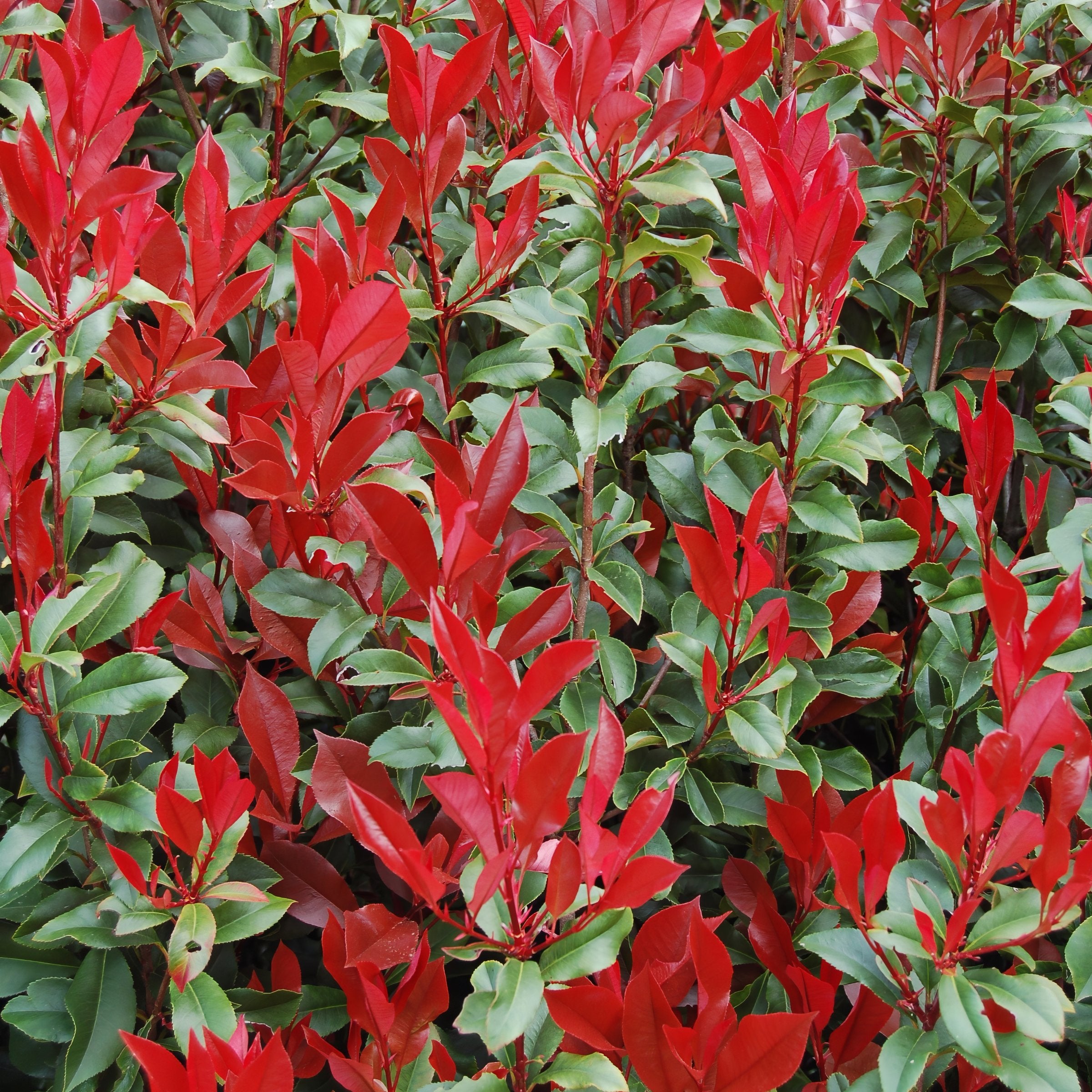 Photinia Dynamo Red - 3 Gallon