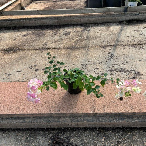 Bougainvillea 'Imperial Thai Delight' - 4" Pot