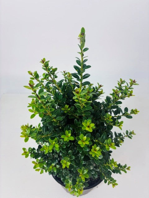 Ilex 'Pyramidalis' Pyramid Holly Shrub  -  1 Gallon