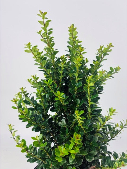 Ilex 'Pyramidalis' Pyramid Holly Shrub  -  1 Gallon