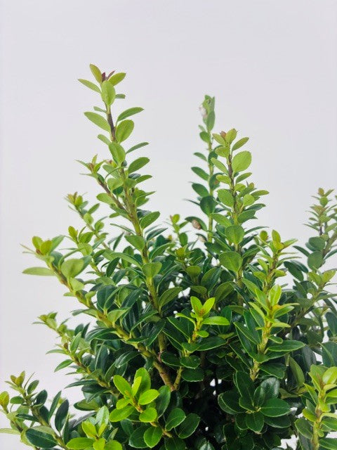 Ilex 'Pyramidalis' Pyramid Holly Shrub  -  1 Gallon