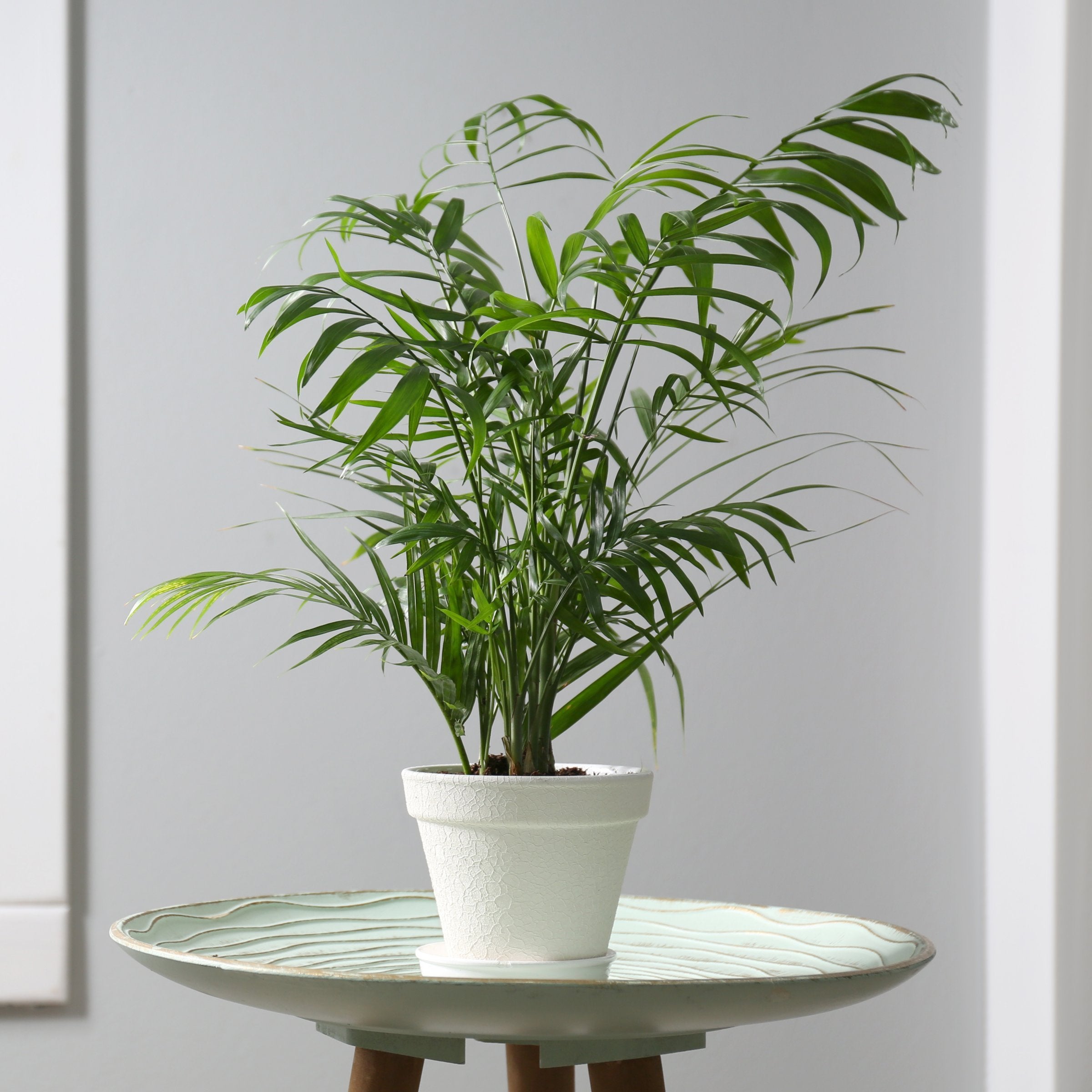 Pet Friendly Plant Club - Delivered Monthly, FREE SHIPPING!