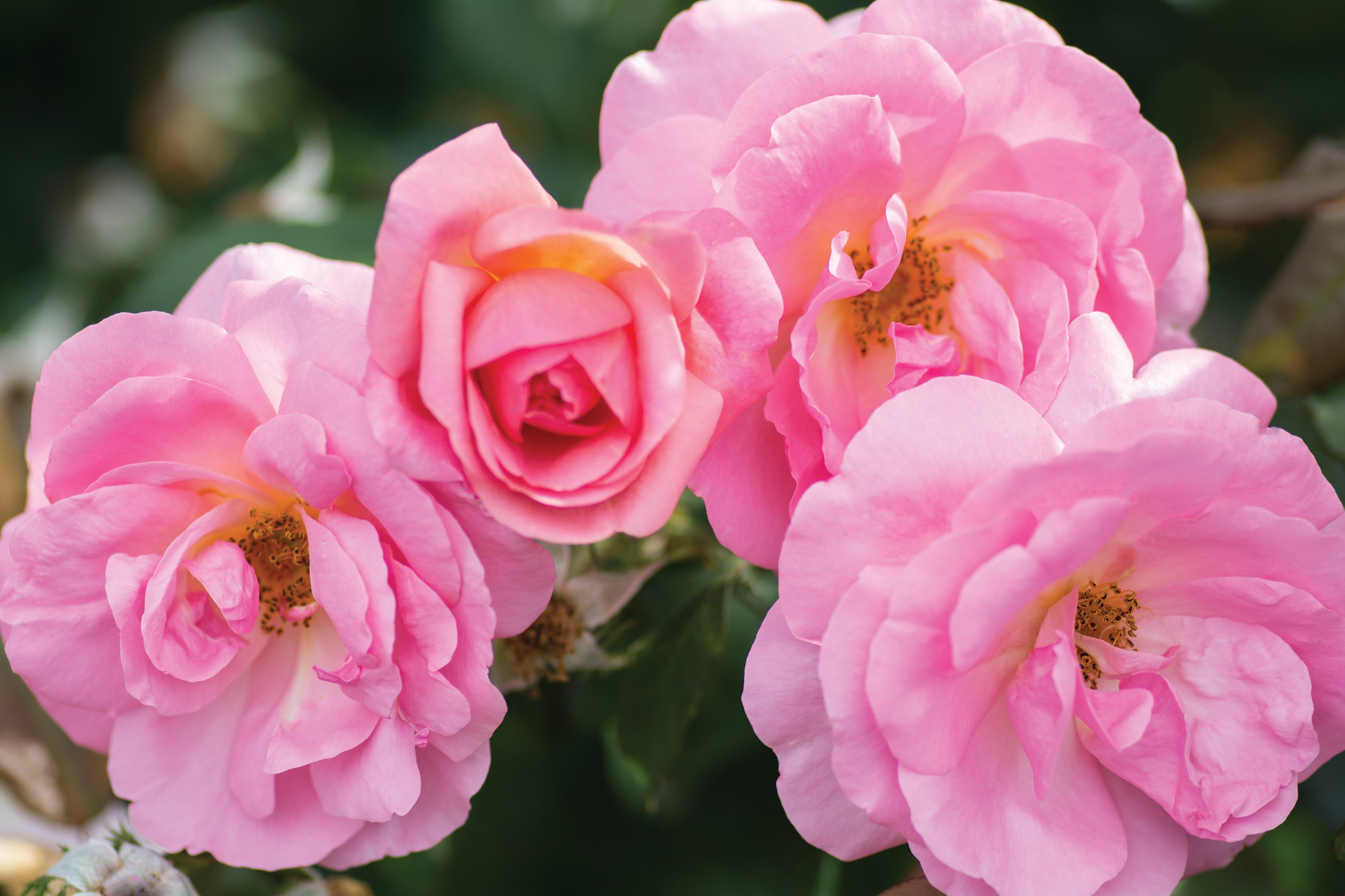 Rosa, Peachy Knock Out® Rose - 1 Gallon Pot (PICK UP SALE)