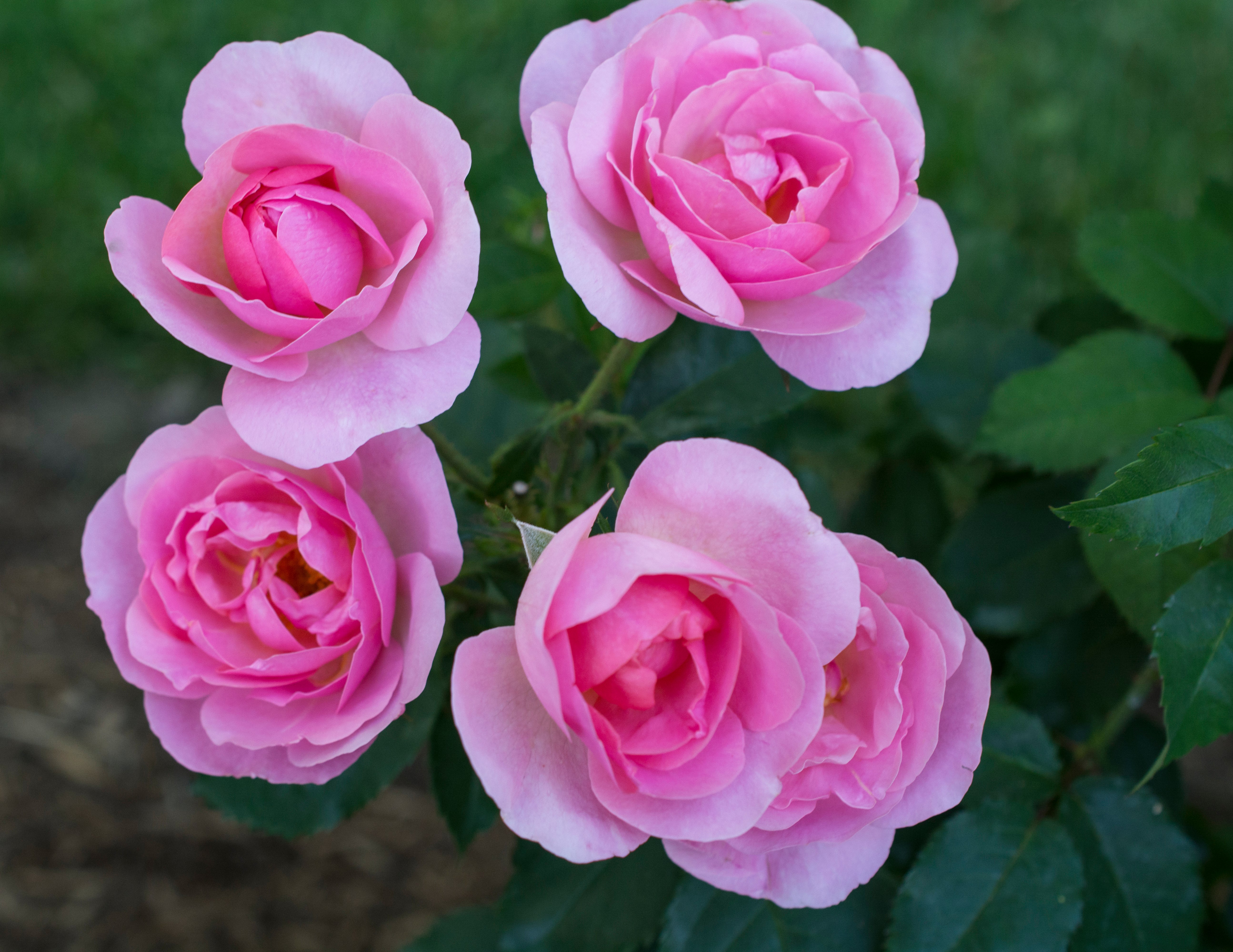 Rosa, Peachy Knock Out® Rose - 1 Gallon Pot (PICK UP SALE)