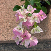 Bougainvillea 'Imperial Thai Delight' - 4" Pot