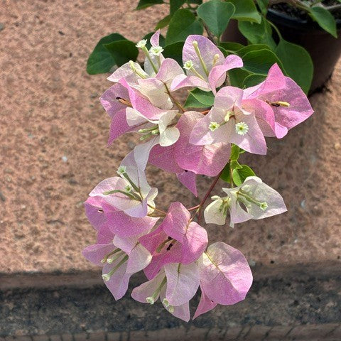 Bougainvillea 'Imperial Thai Delight' - 4" Pot