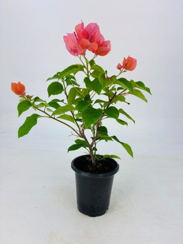 Bougainvillea 'Sundown Orange' - 4" Pot