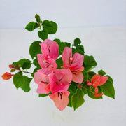 Bougainvillea 'Sundown Orange' - 4" Pot