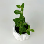 Modern Luxury: 5" White Pavo Pot with a Lipstick Plant, 2.5"